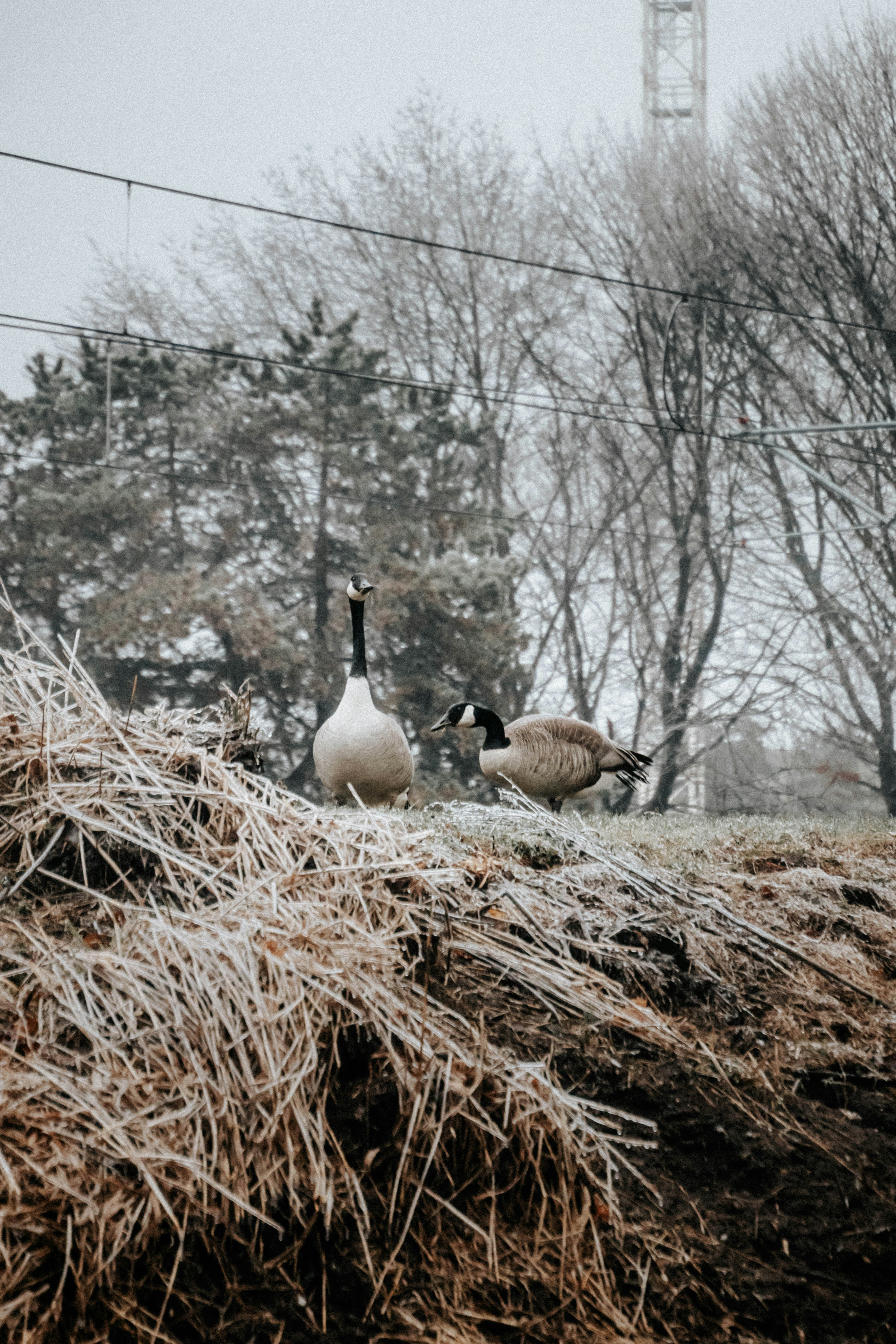 Roast Goose Pictures | Download Free Images on Unsplash
