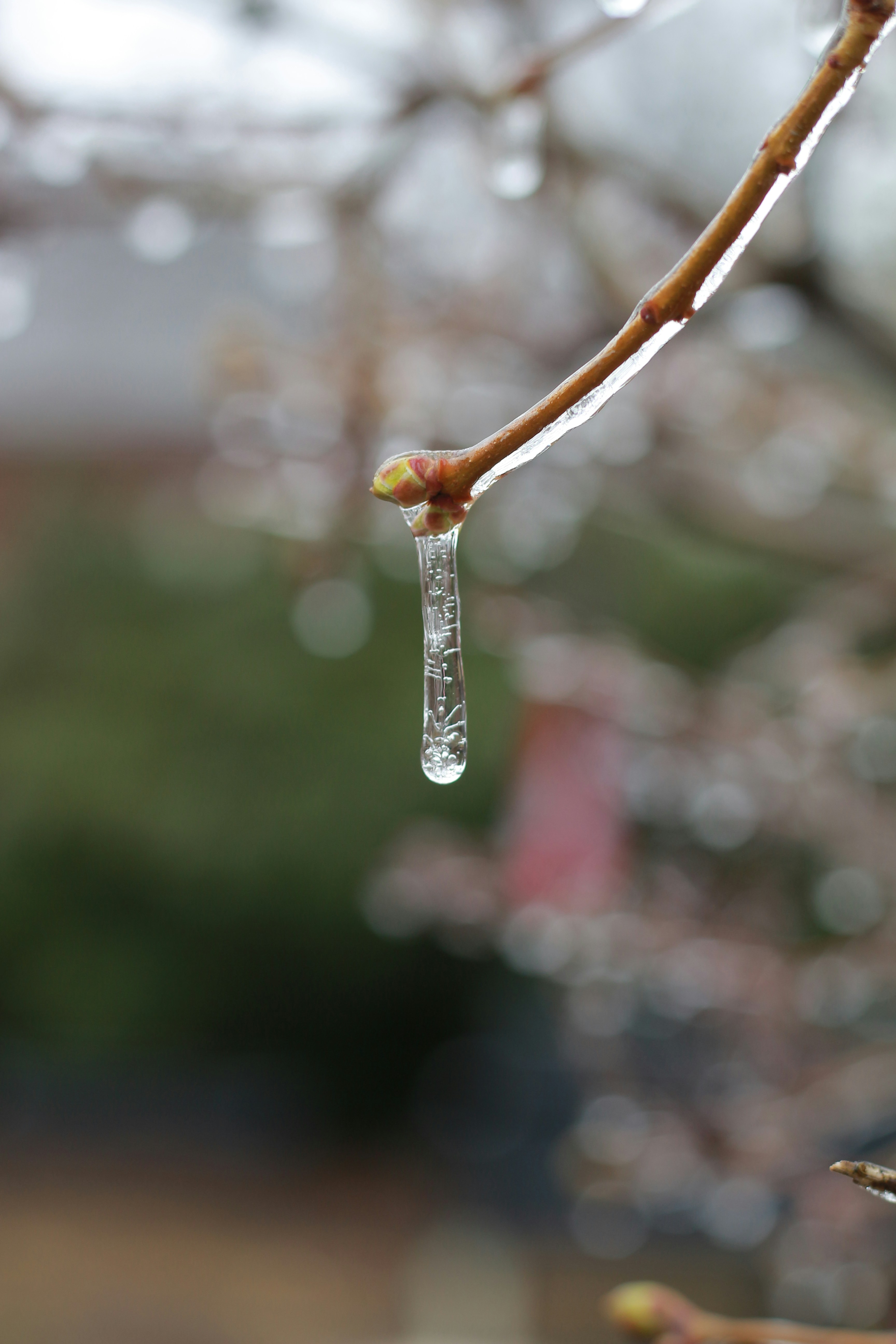 I rami ghiacciati sfoggiano un delicato ghiacciolo.