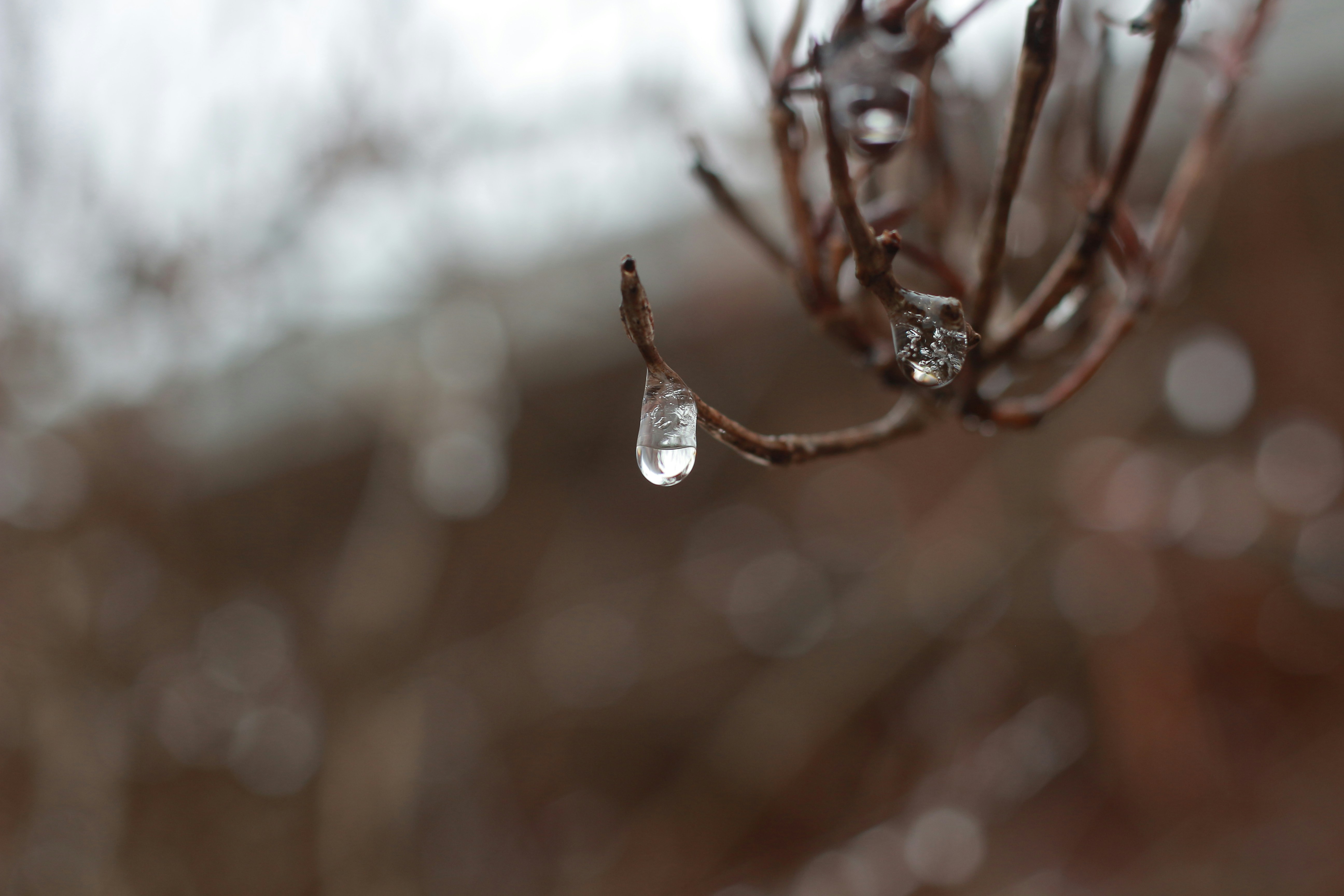 Una goccia d'acqua pende dal fusto di una pianta.