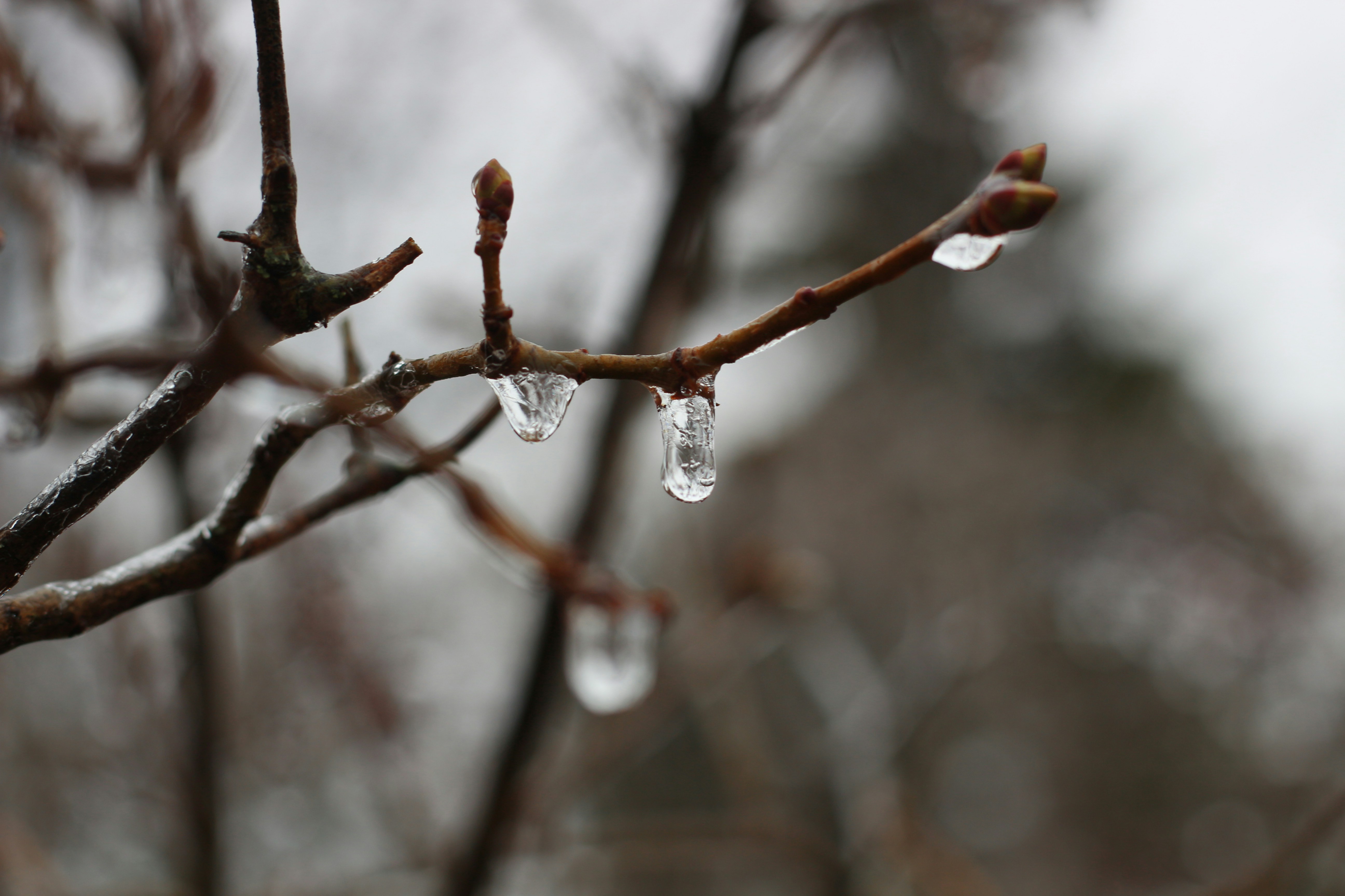 Le goccioline pendono dai rami degli alberi.