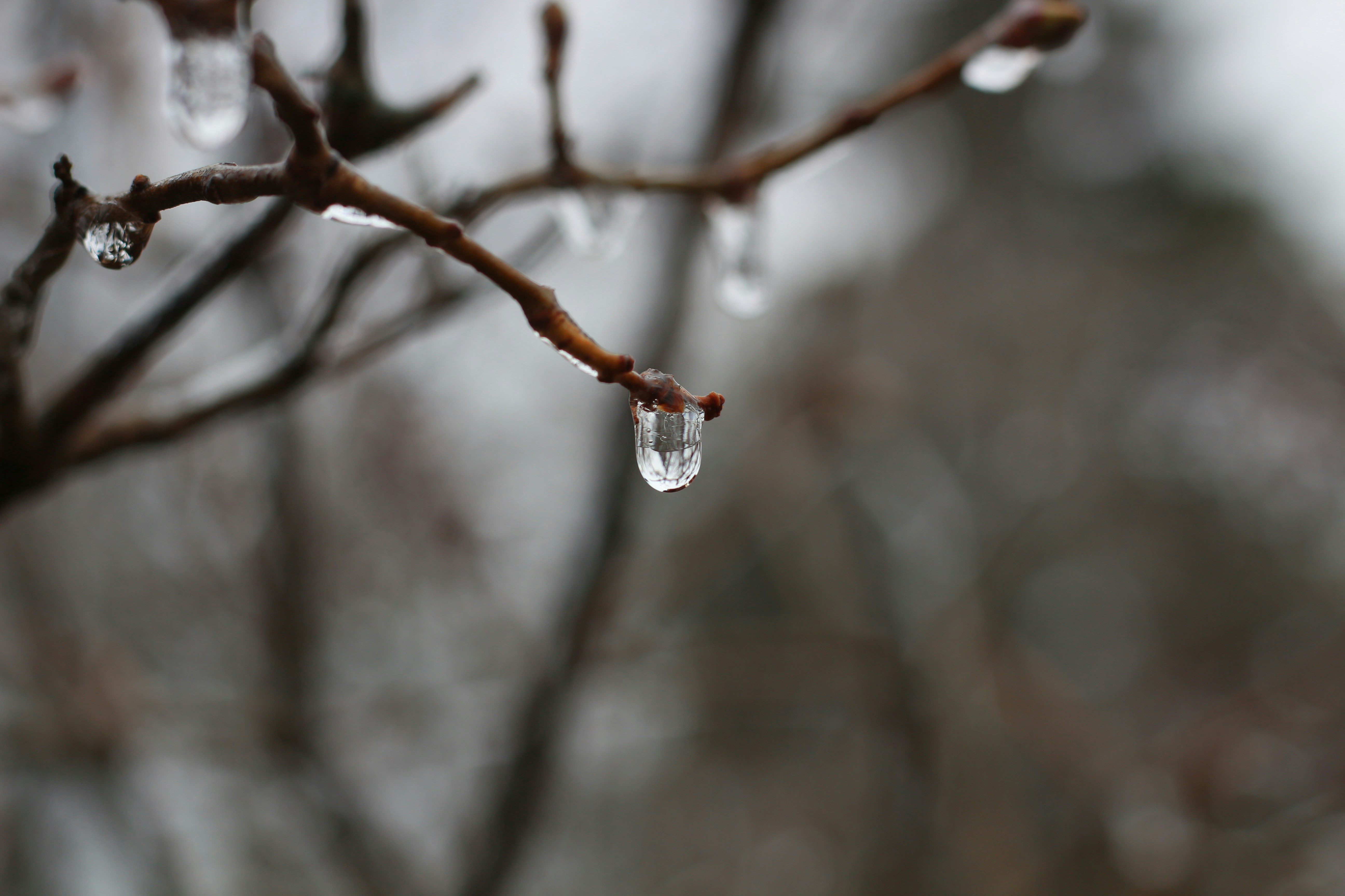 Le goccioline d'acqua pendono dai rami degli alberi.