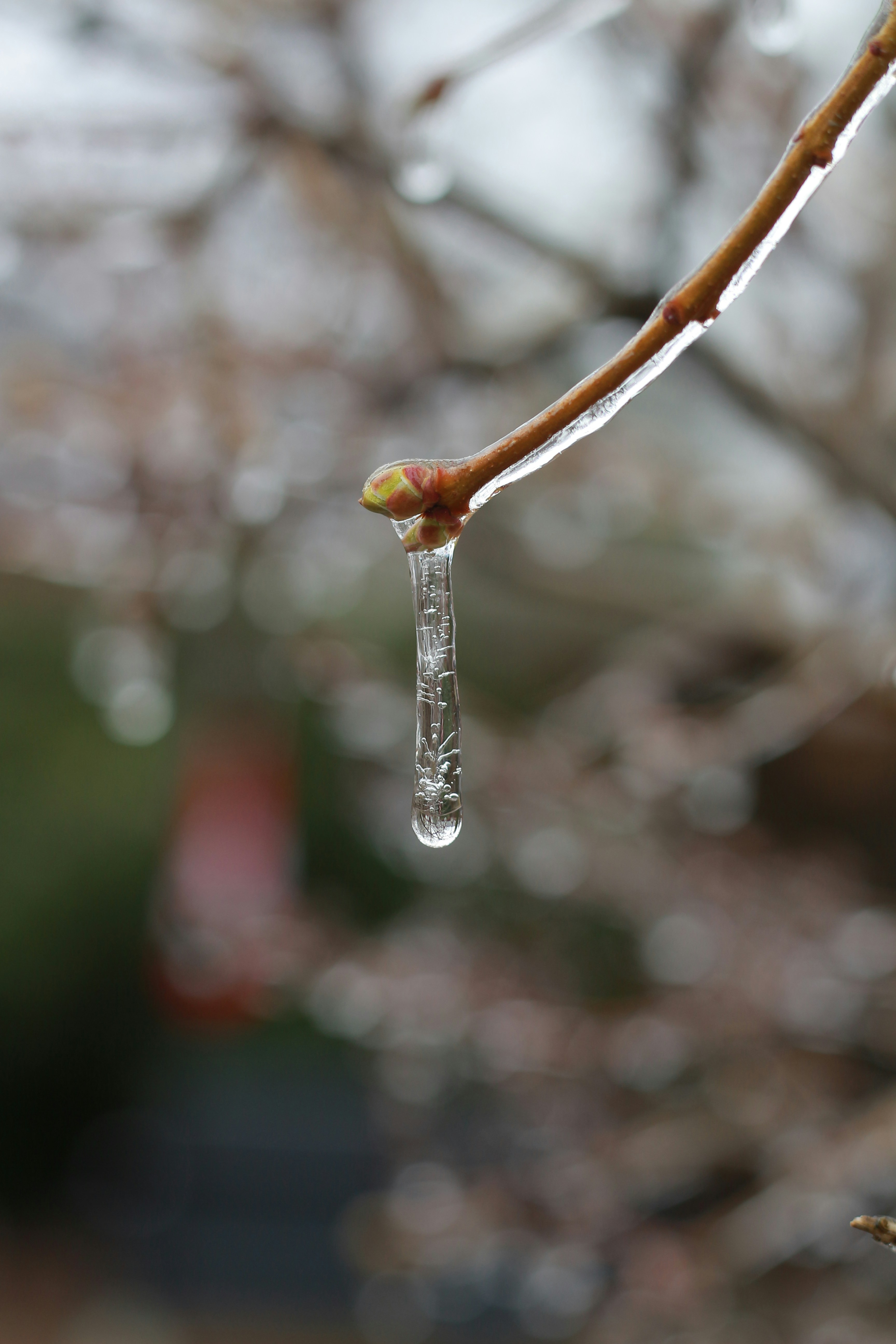 Un ramo ghiacciato con un'unica goccia pendente.
