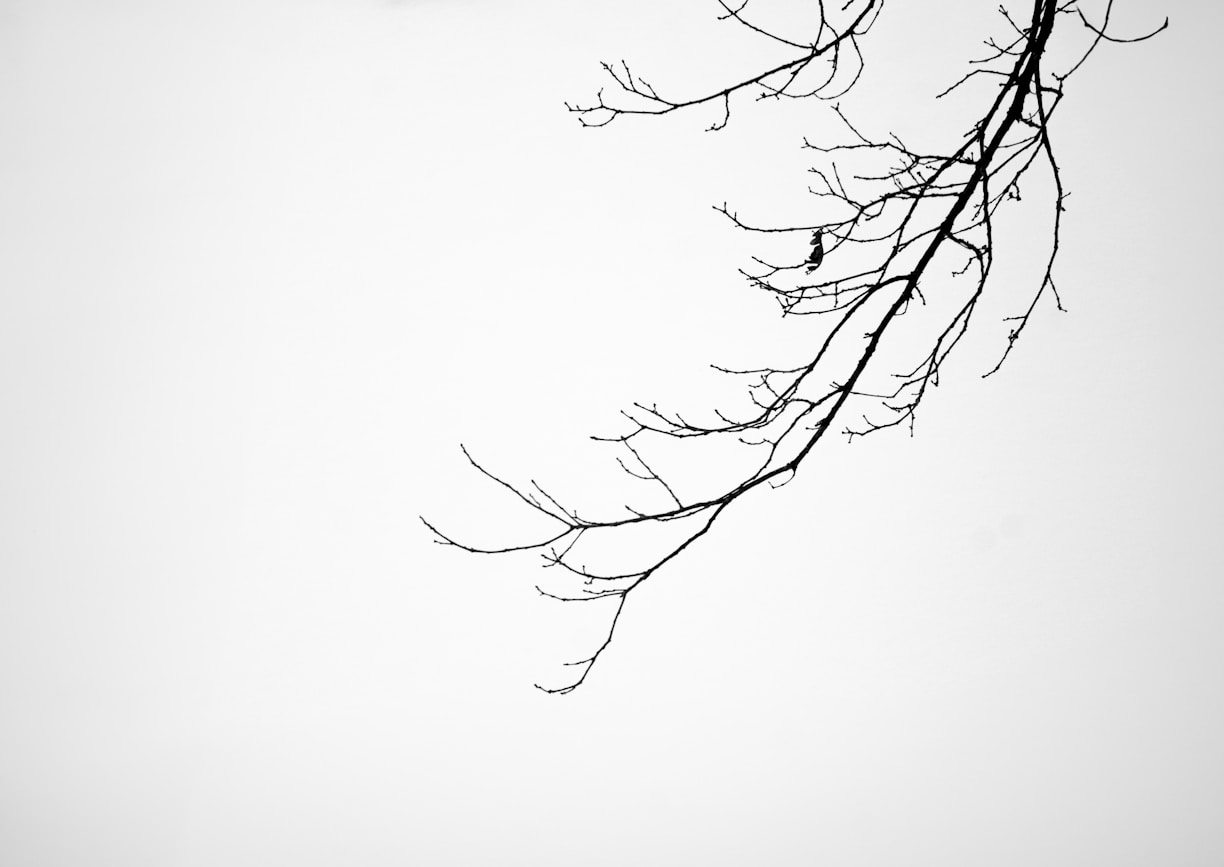 Bare tree branches against a plain, white sky.