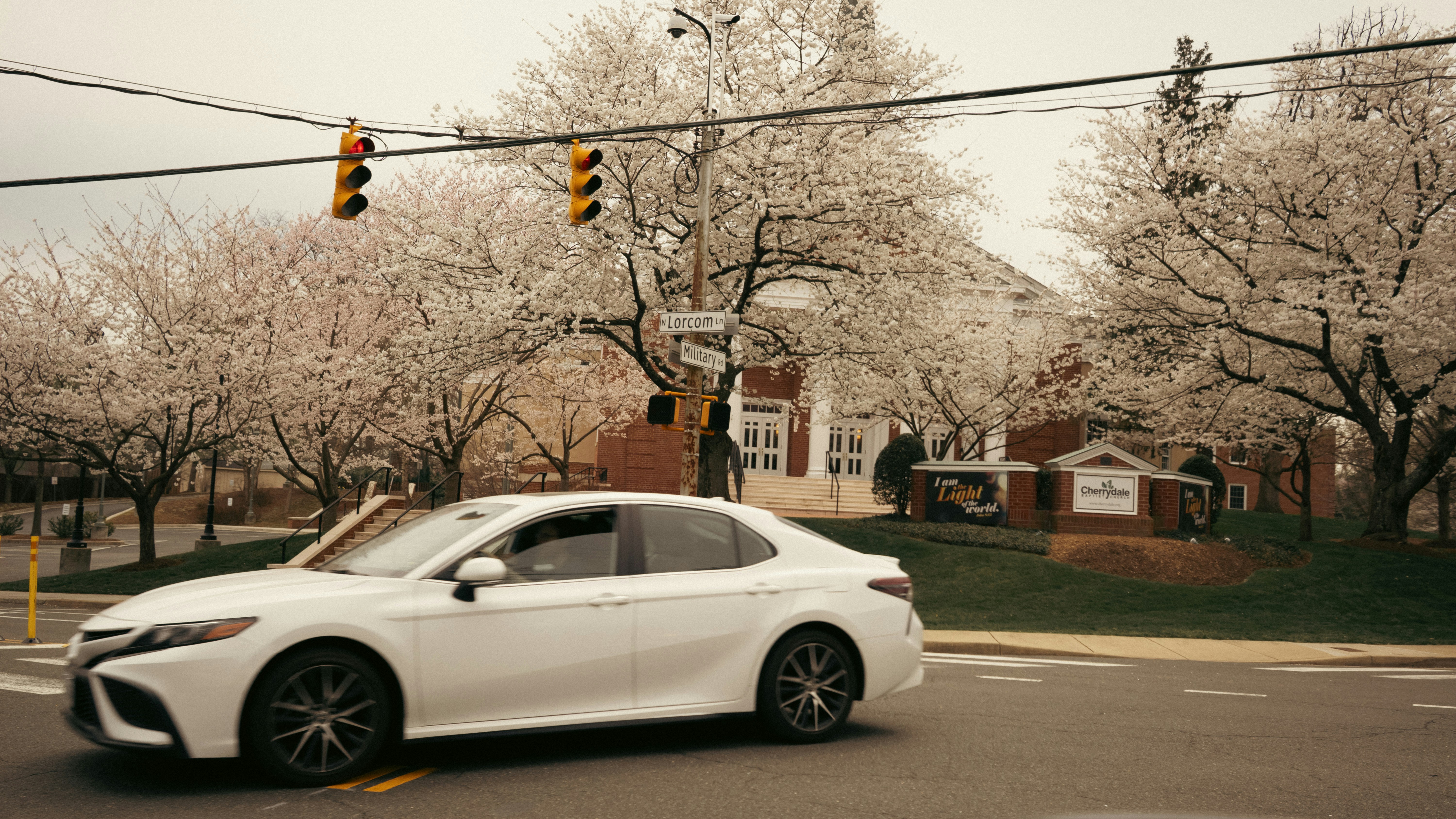 A white car drives near blossoming trees.