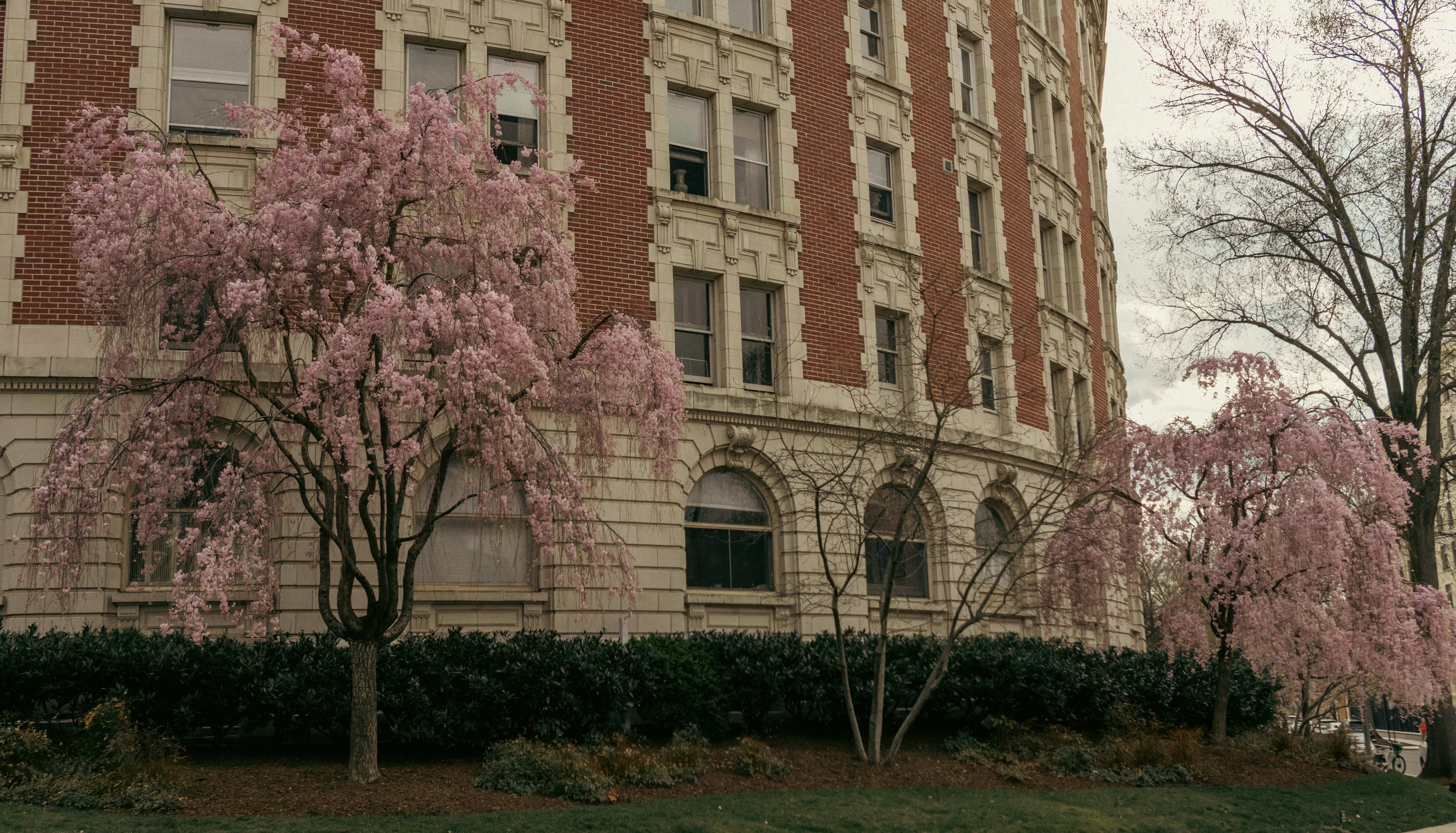 レンガ造りの建物の前に咲く桜。