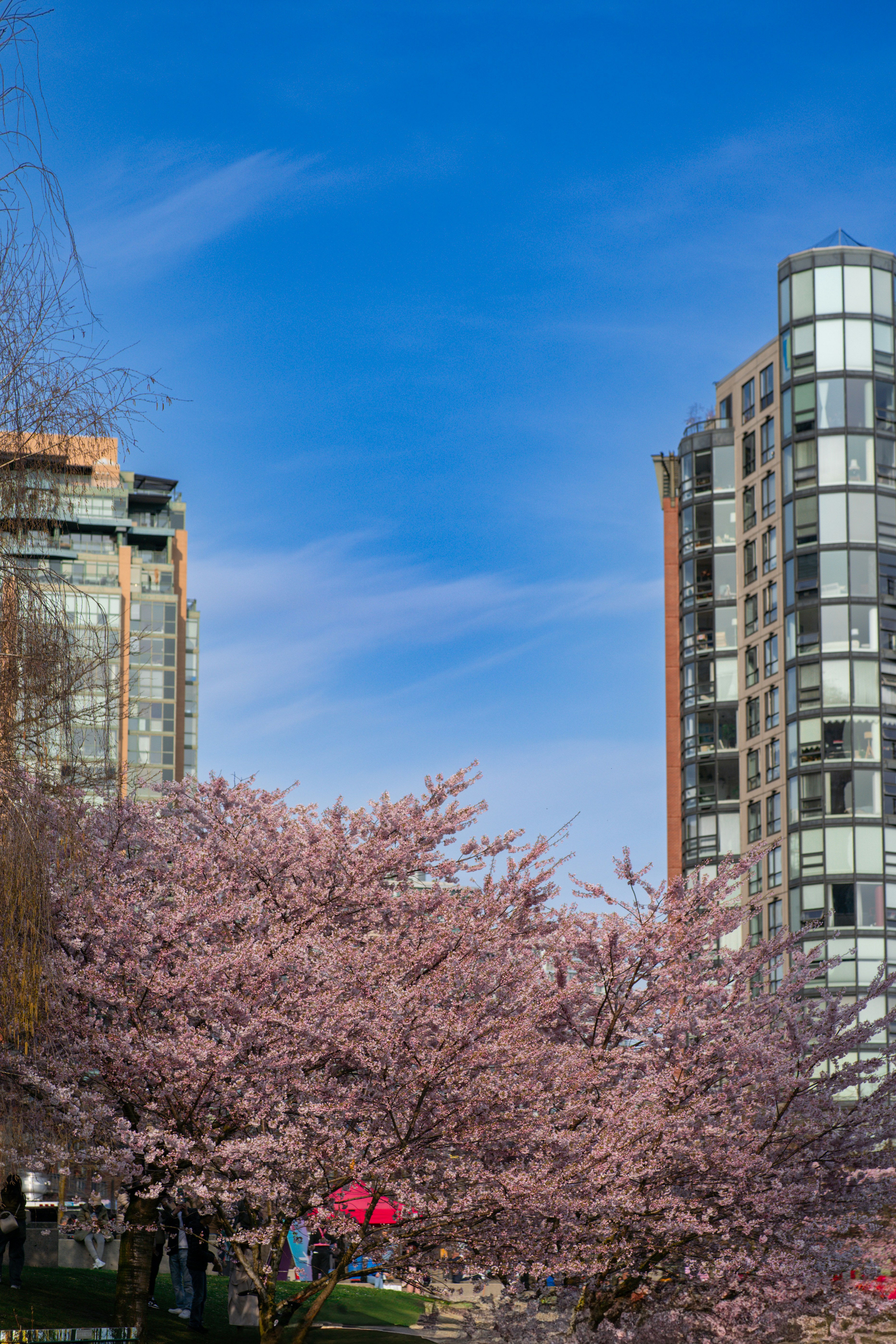 Cherry blossoms bloom in front of city buildings. photo – Free Flowers ...