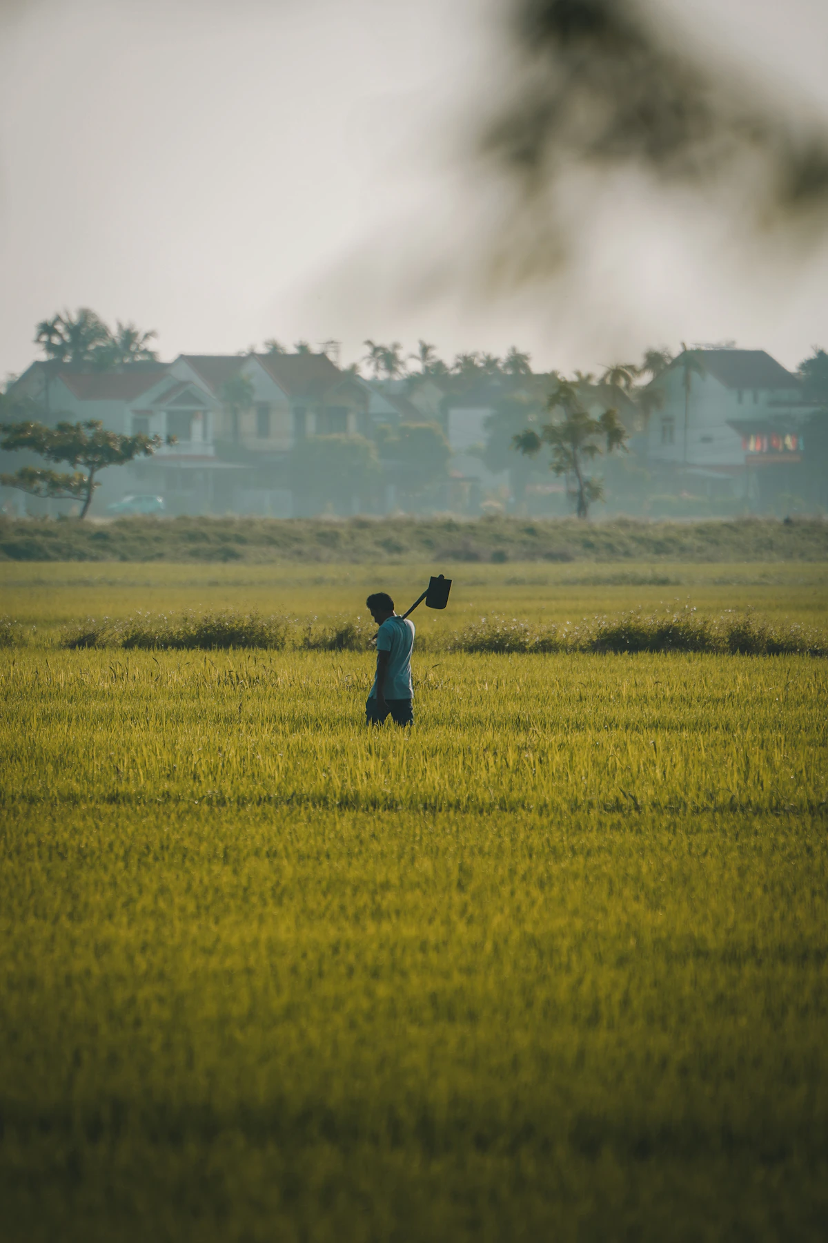 Nông dân đi giữa ruộng lúa Việt Nam