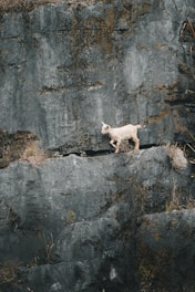 A goat climbs along a rocky cliff.
