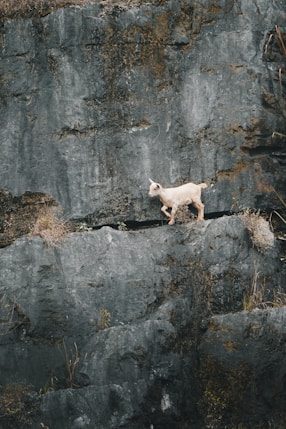 A goat climbs along a rocky cliff.