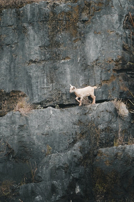 A goat climbs along a rocky cliff.