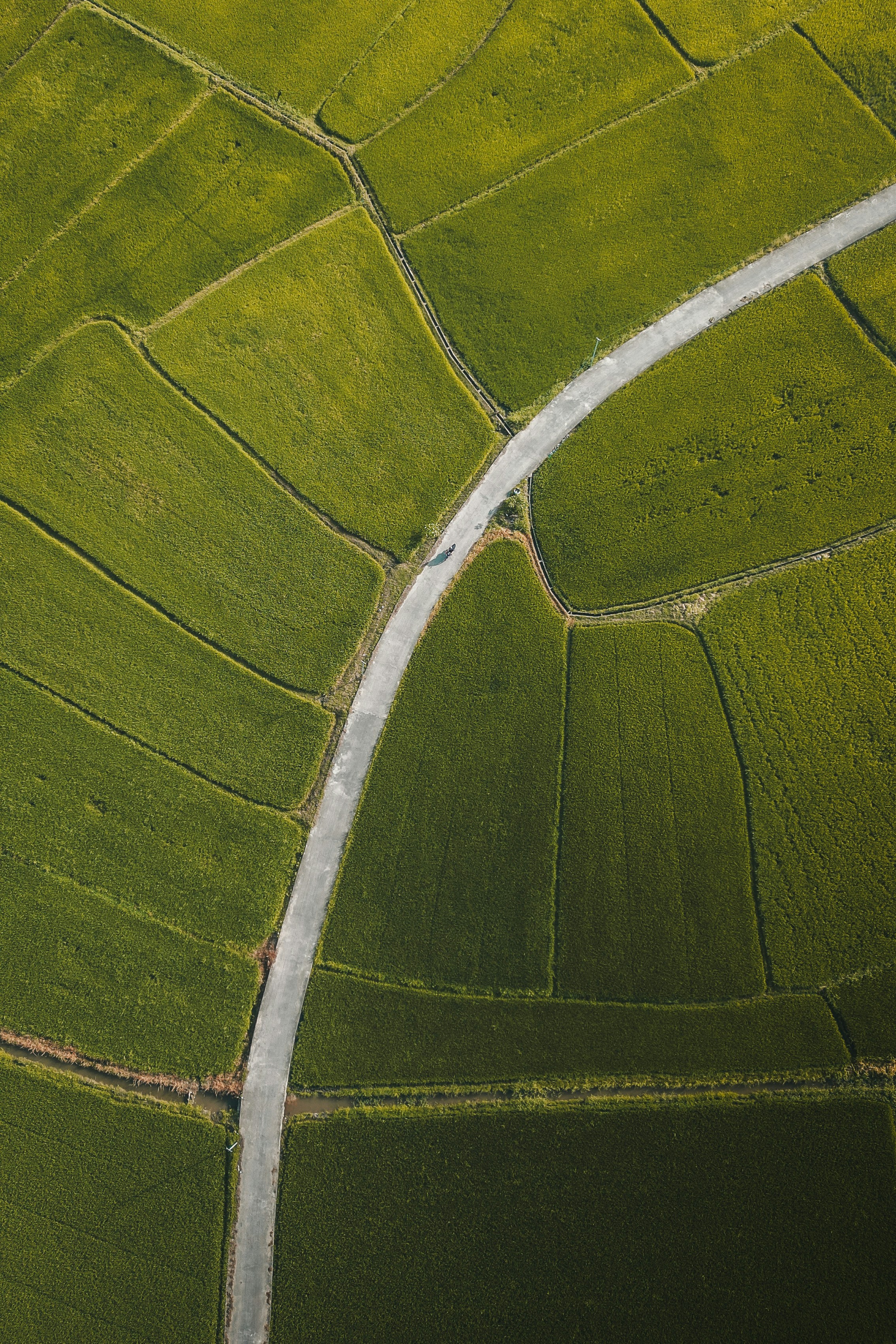 A winding road weaves through rice fields.