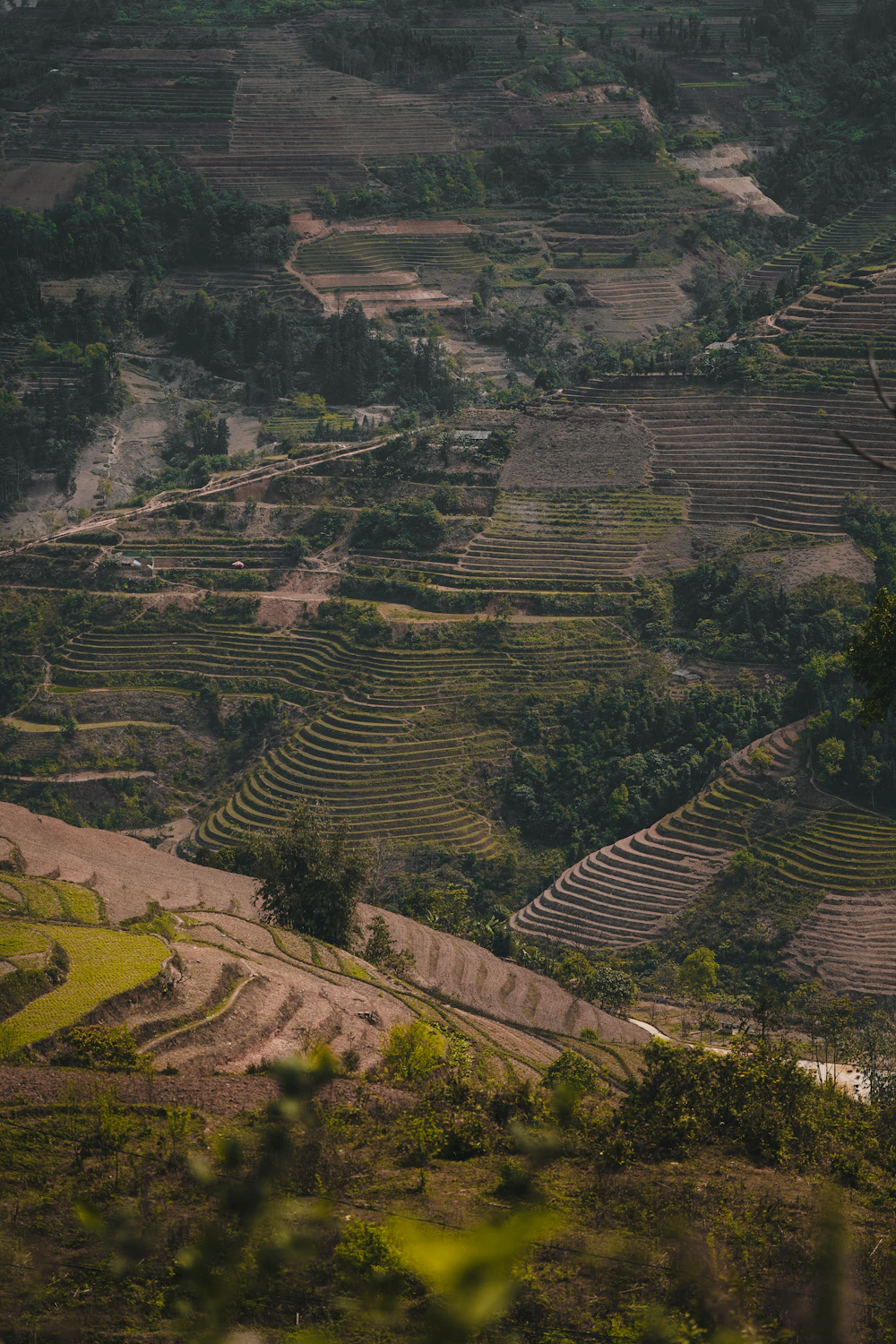 Ruộng bậc thang Tà Xùa