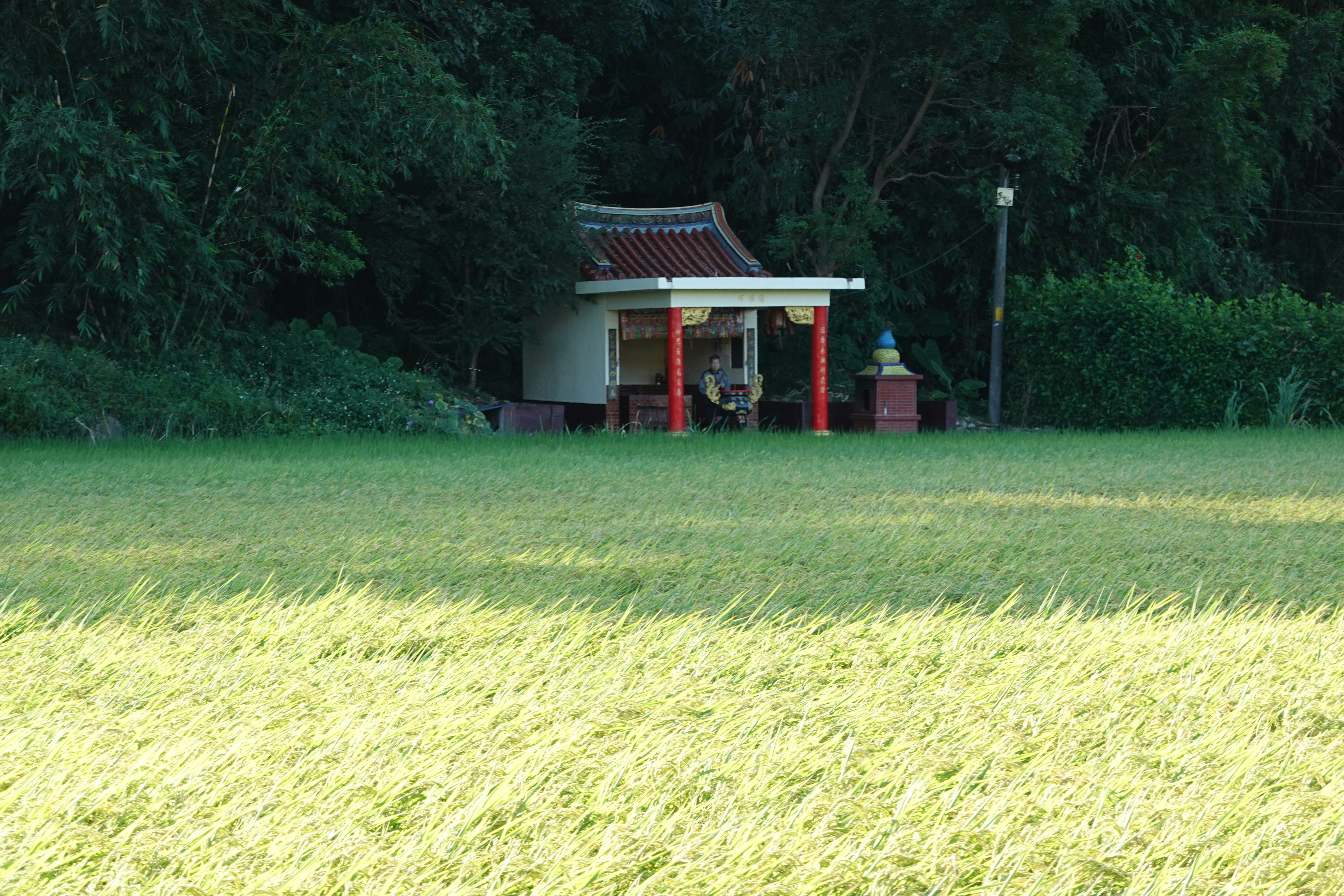 A small shrine stands amidst a rice field.