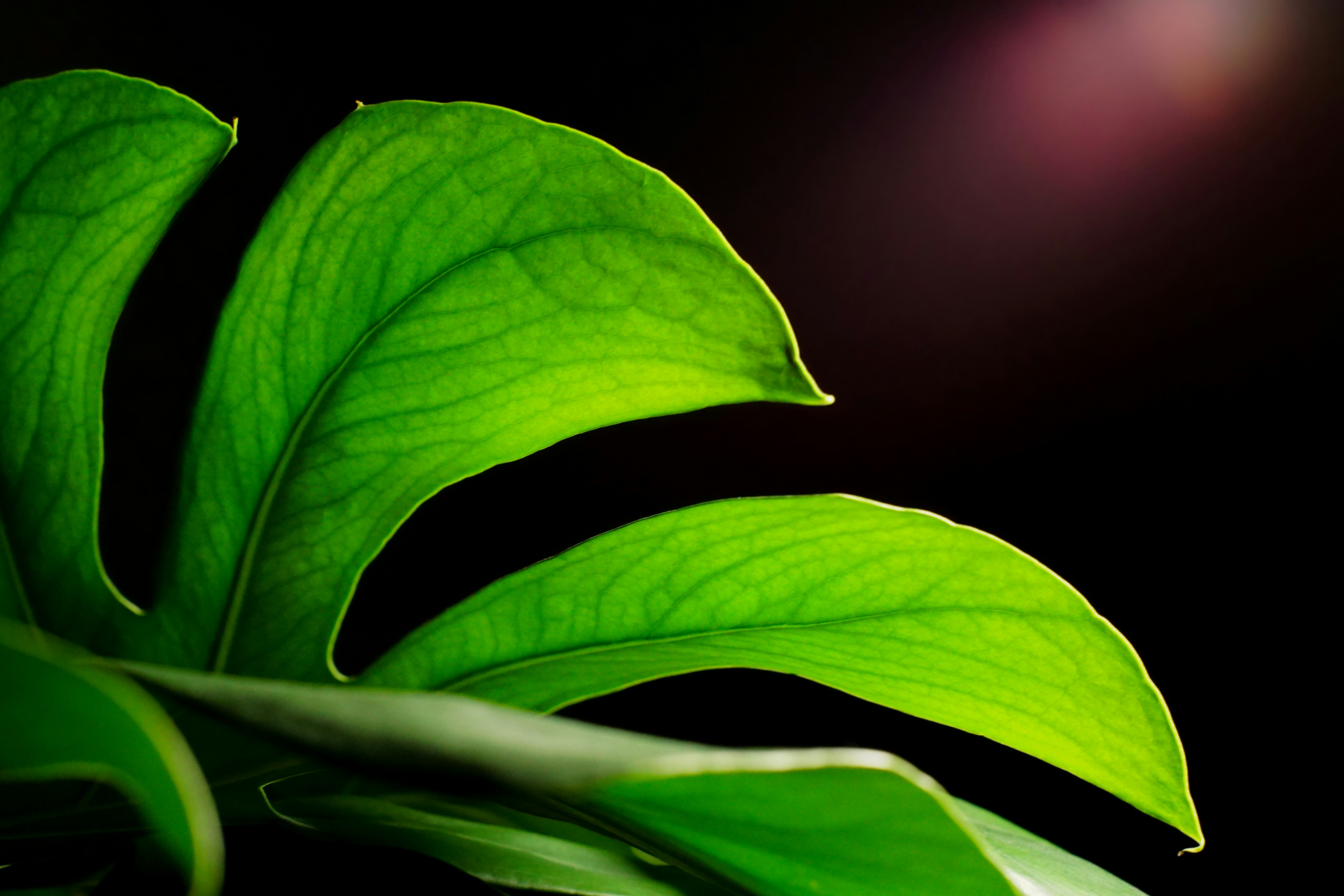 Photo by thejollyllama