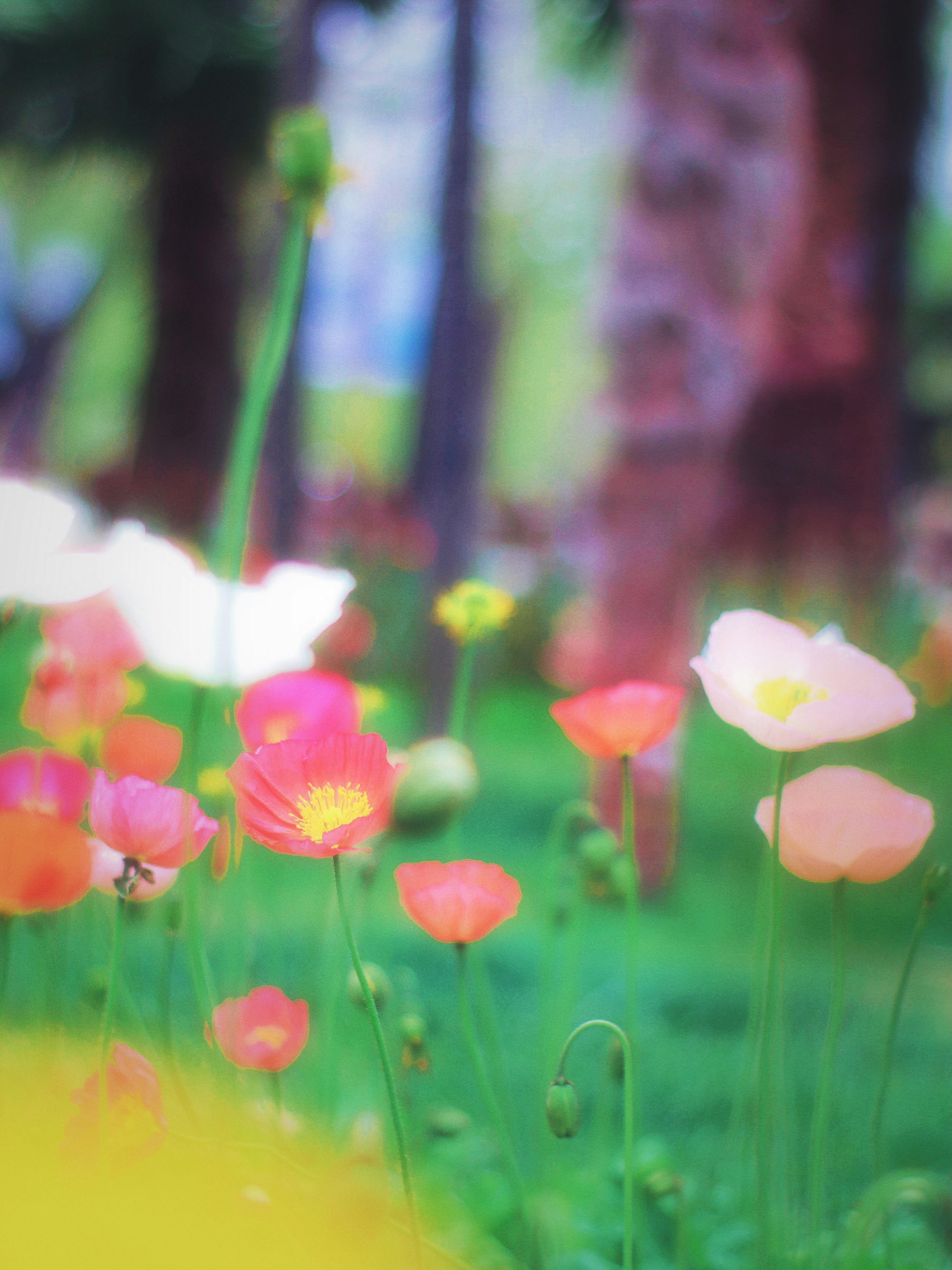 Photo by jizhidexiaohailang