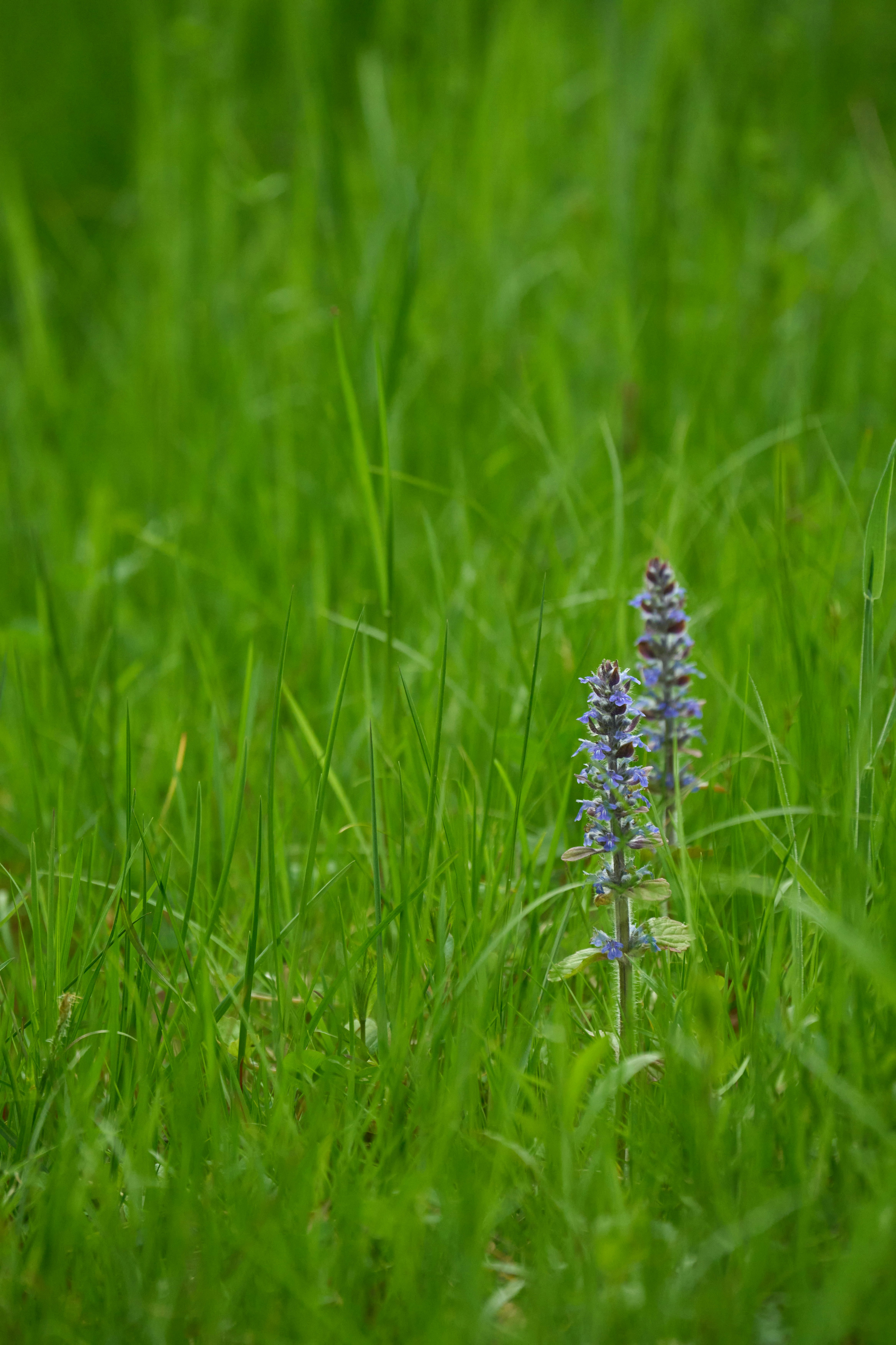 Photo by wolfgang_hasselmann