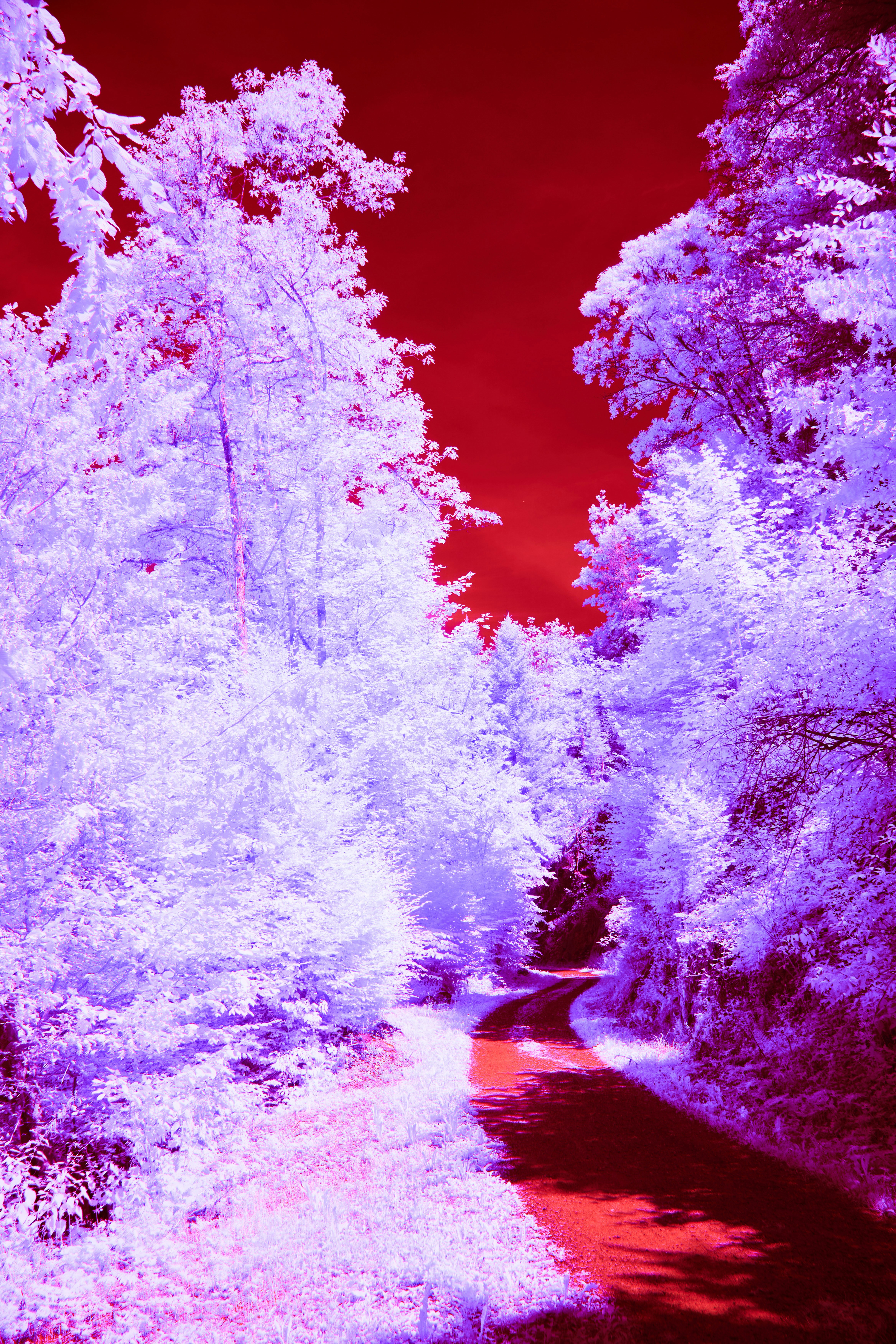 Photo by wolfgang_hasselmann