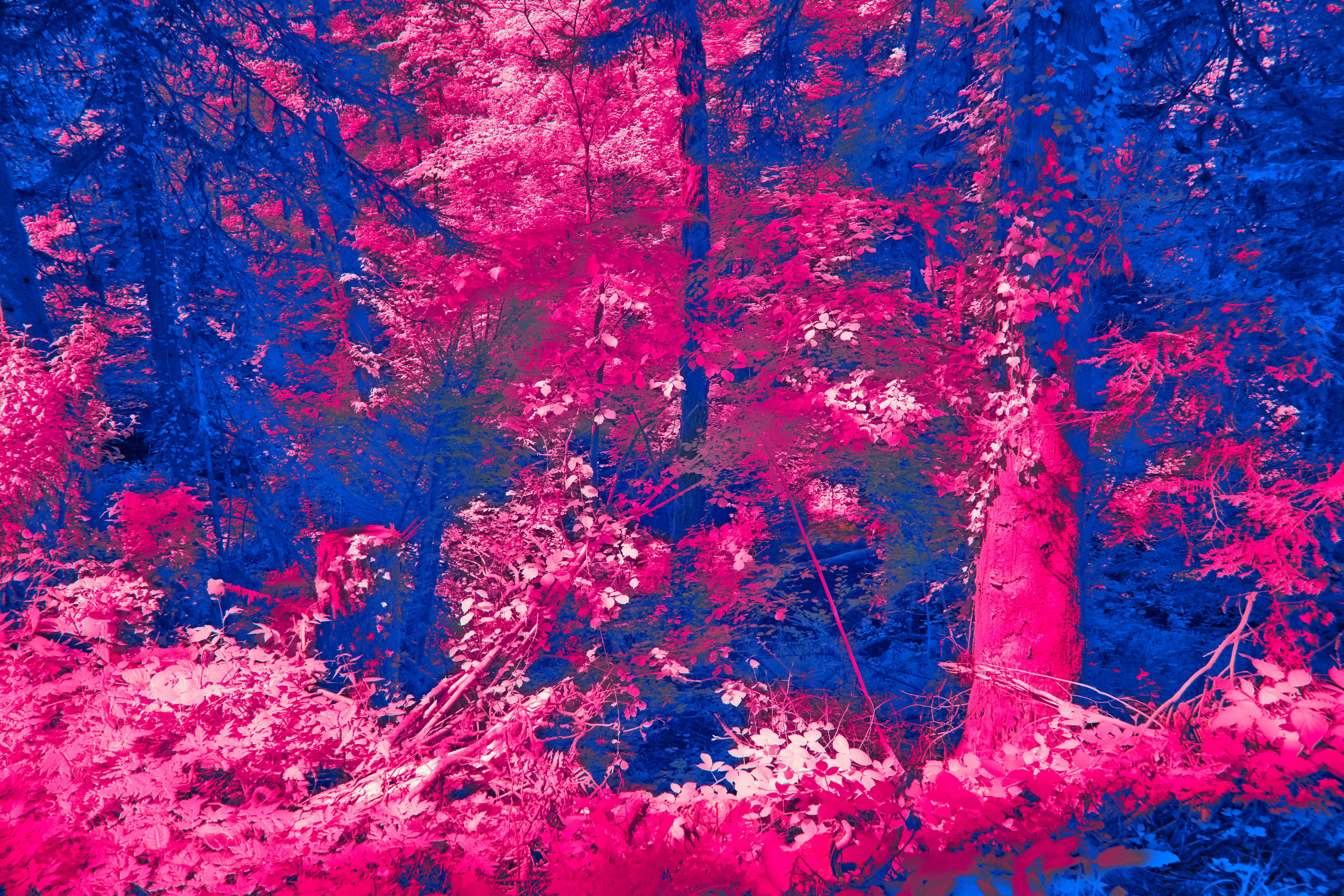 Photo by wolfgang_hasselmann