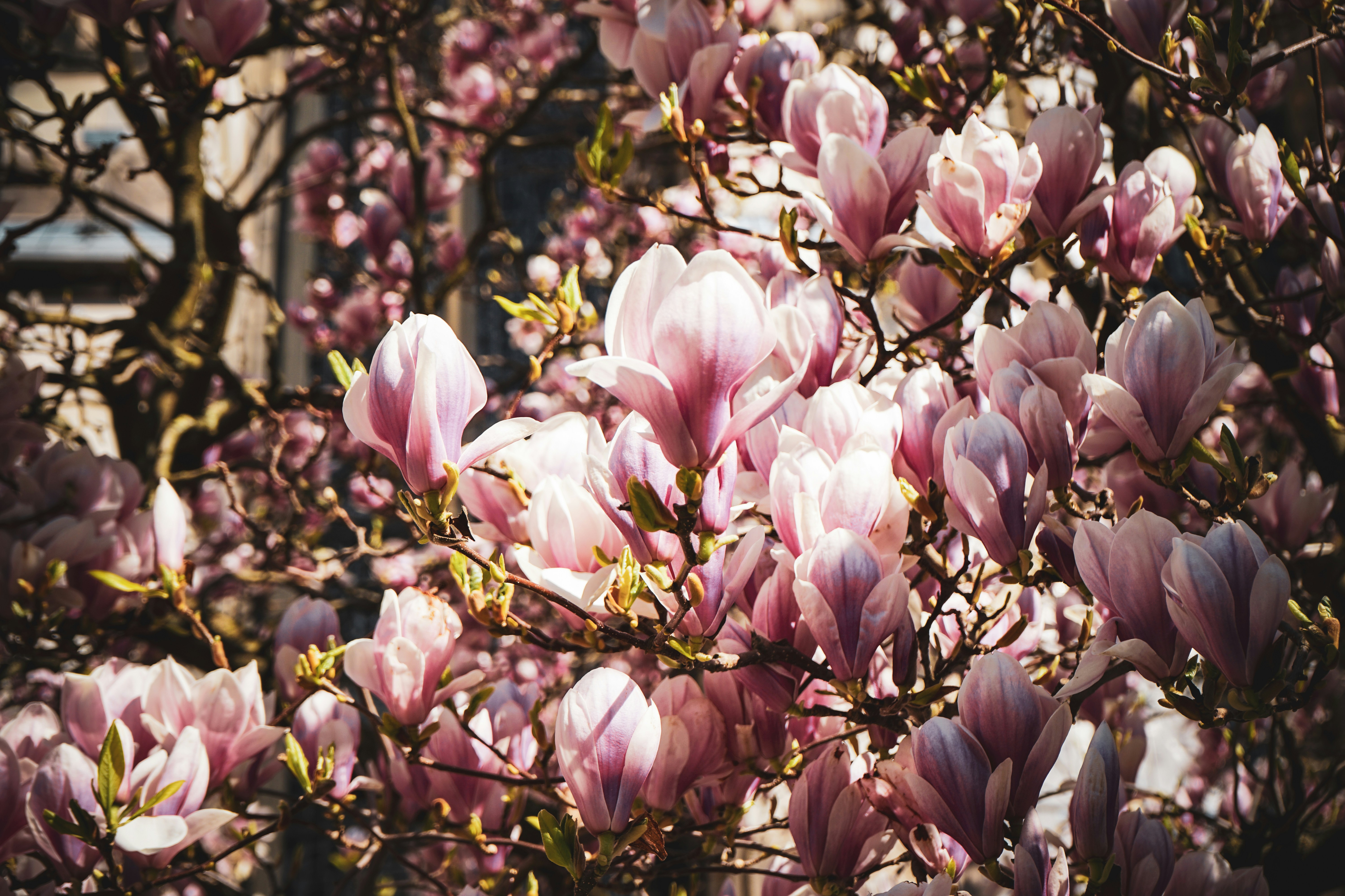 Photo by oyutjargalsaikhan