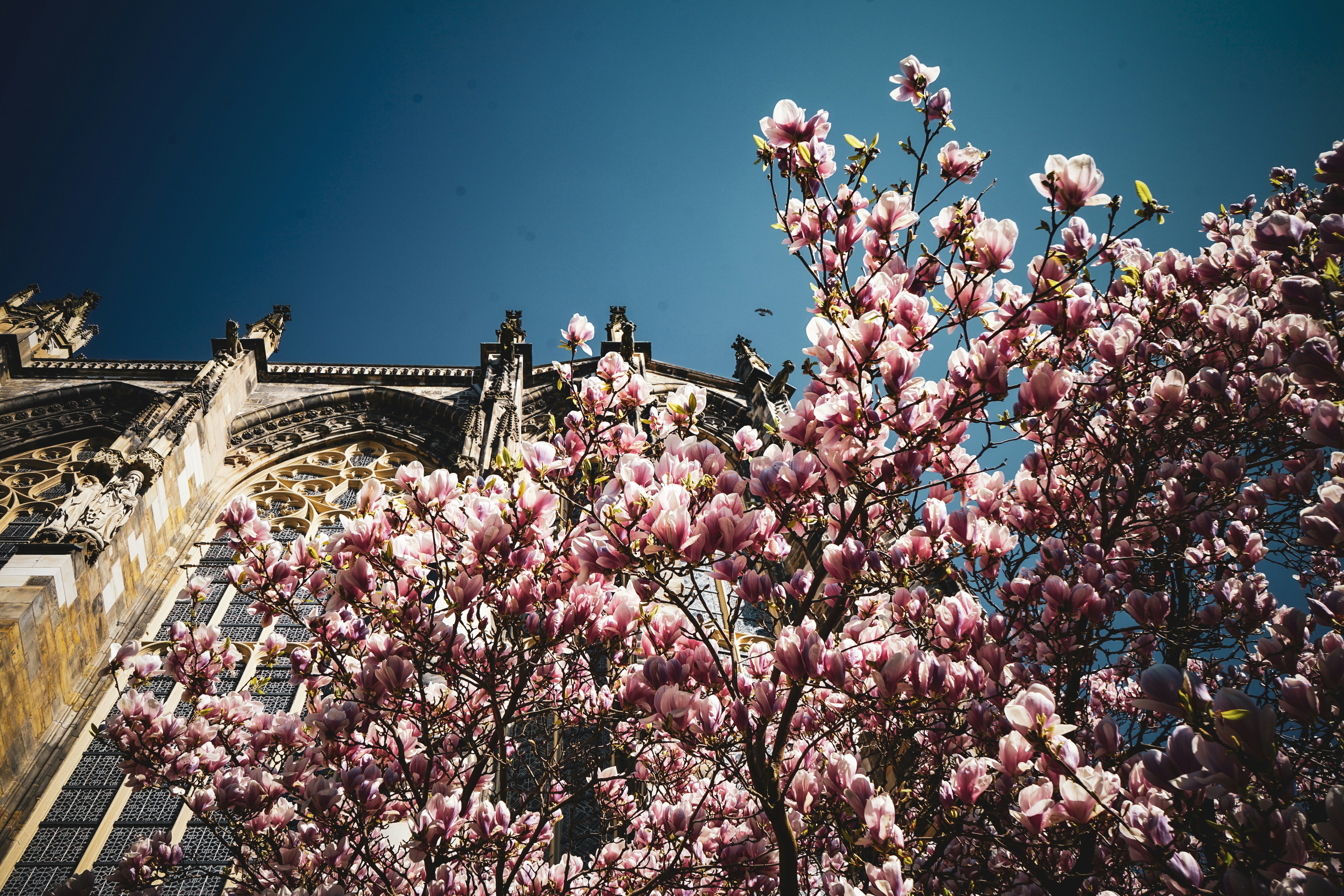 Photo by oyutjargalsaikhan