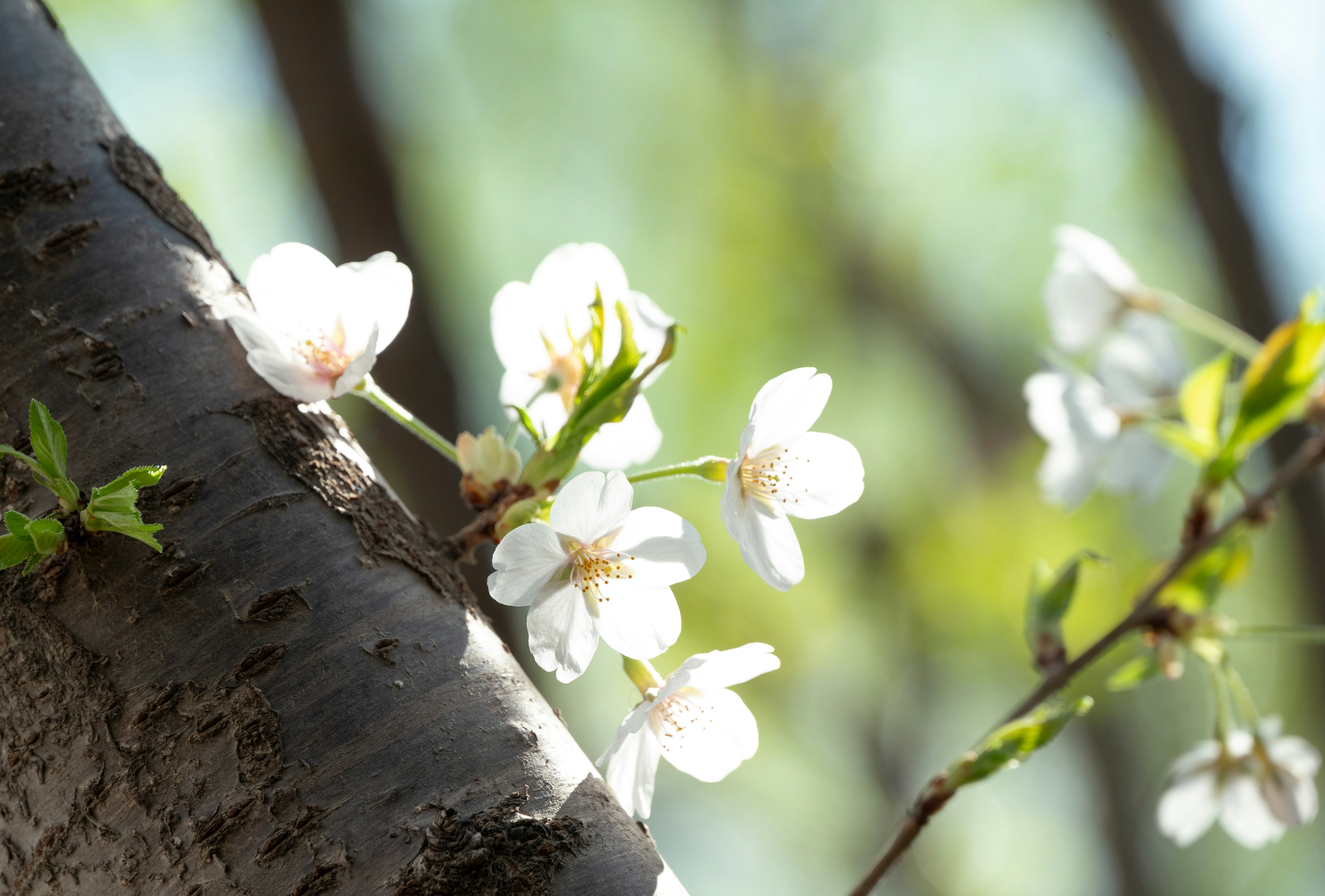 Photo by nikol_royce