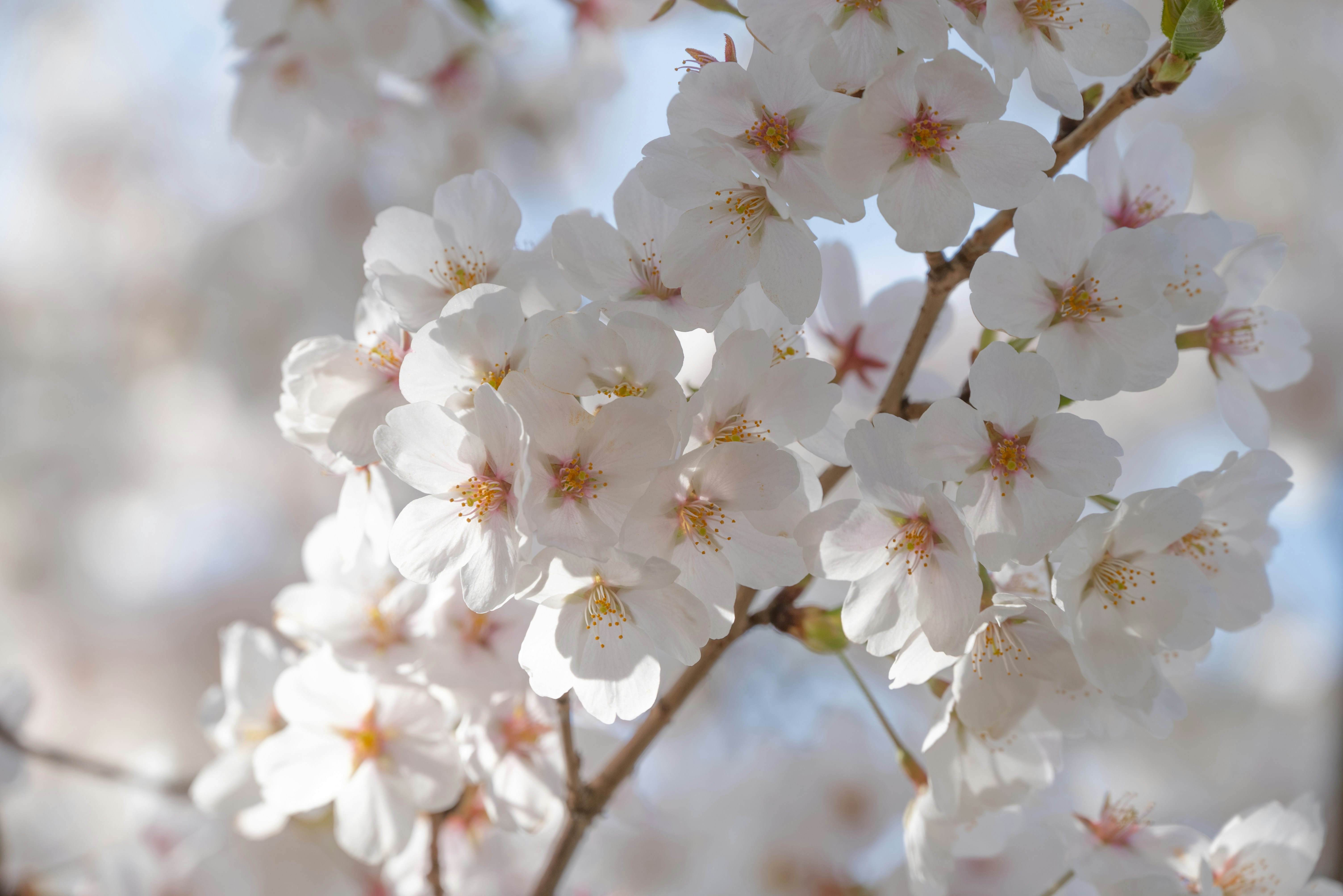 Photo by nikol_royce