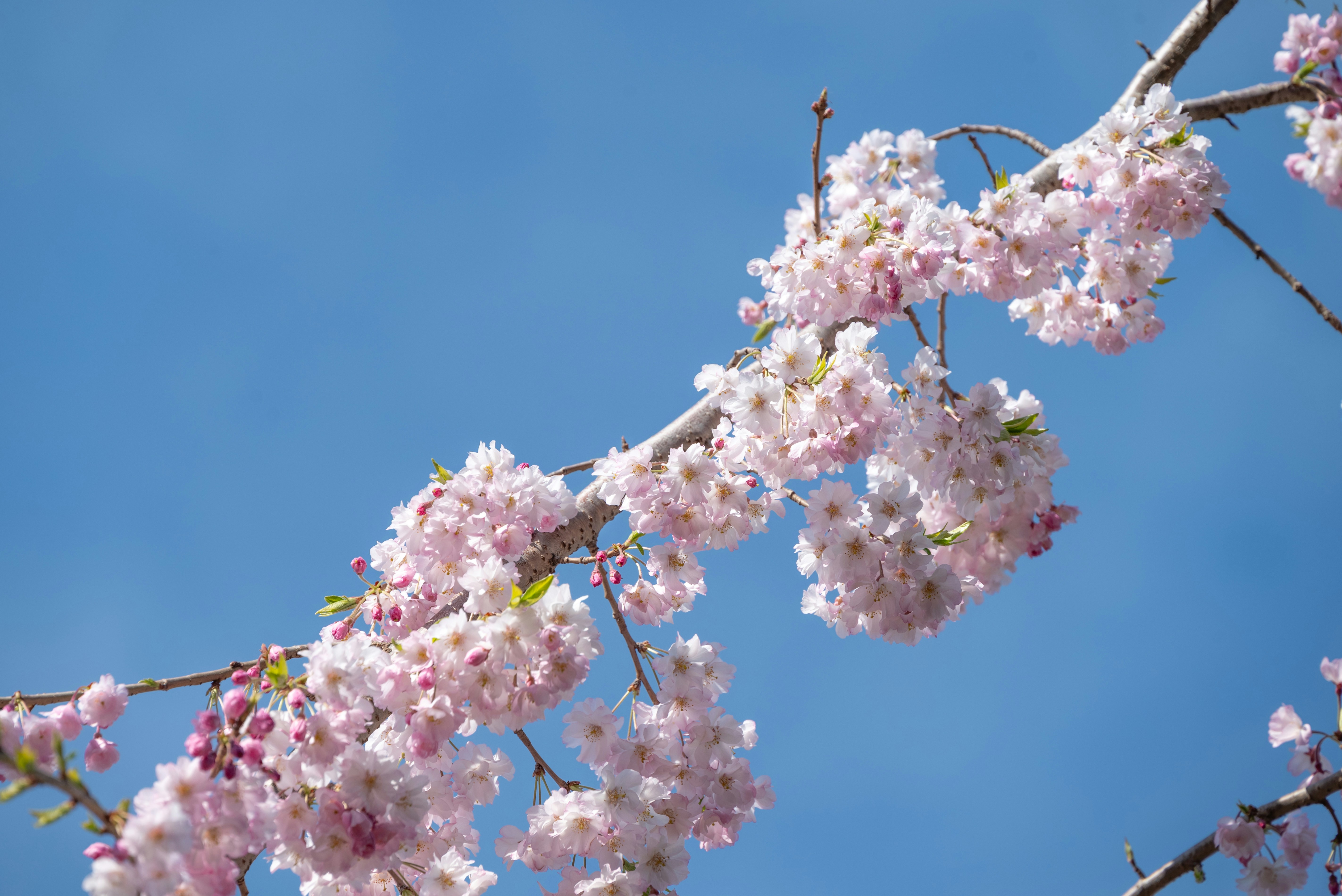 Photo by nikol_royce