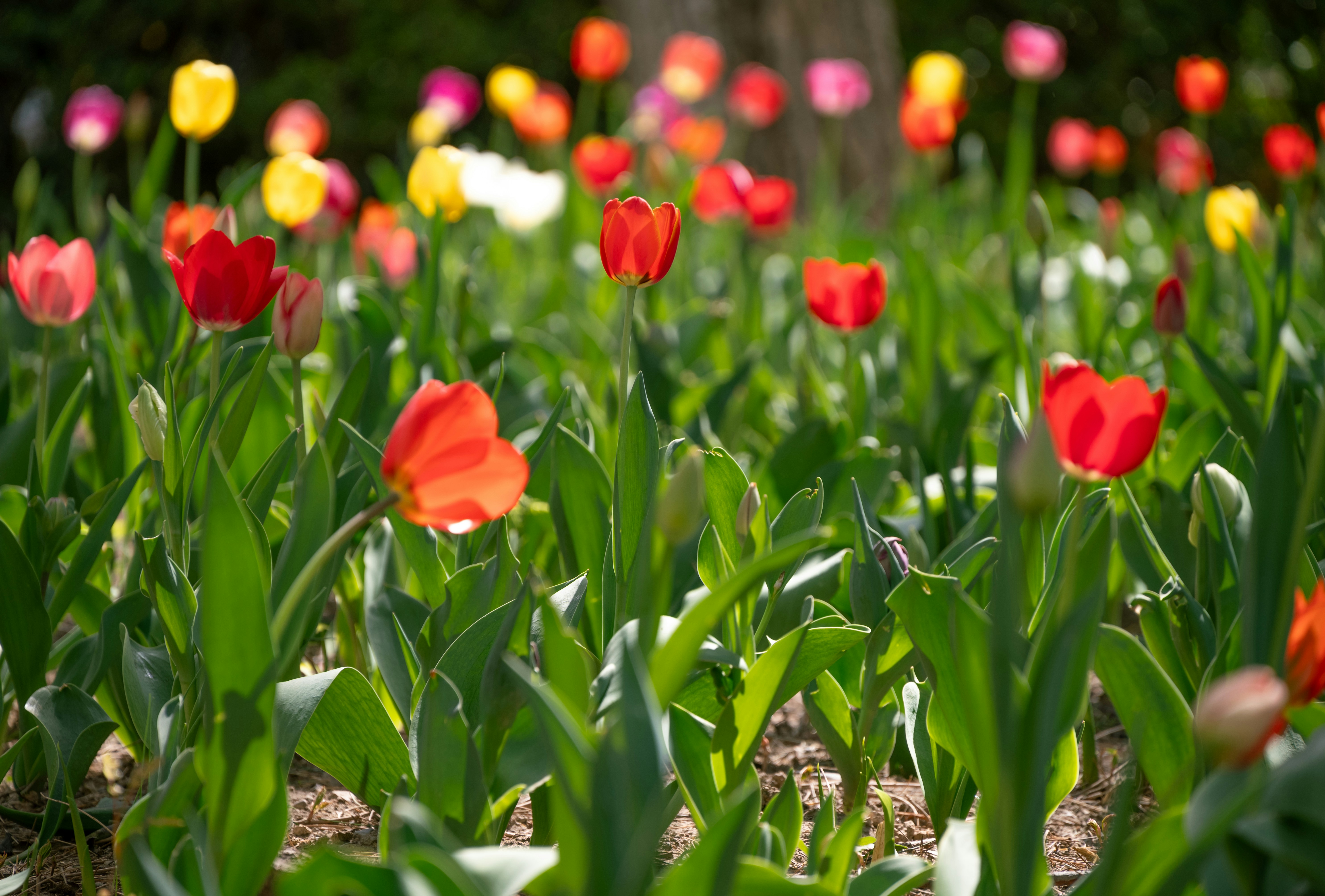 Photo by nikol_royce