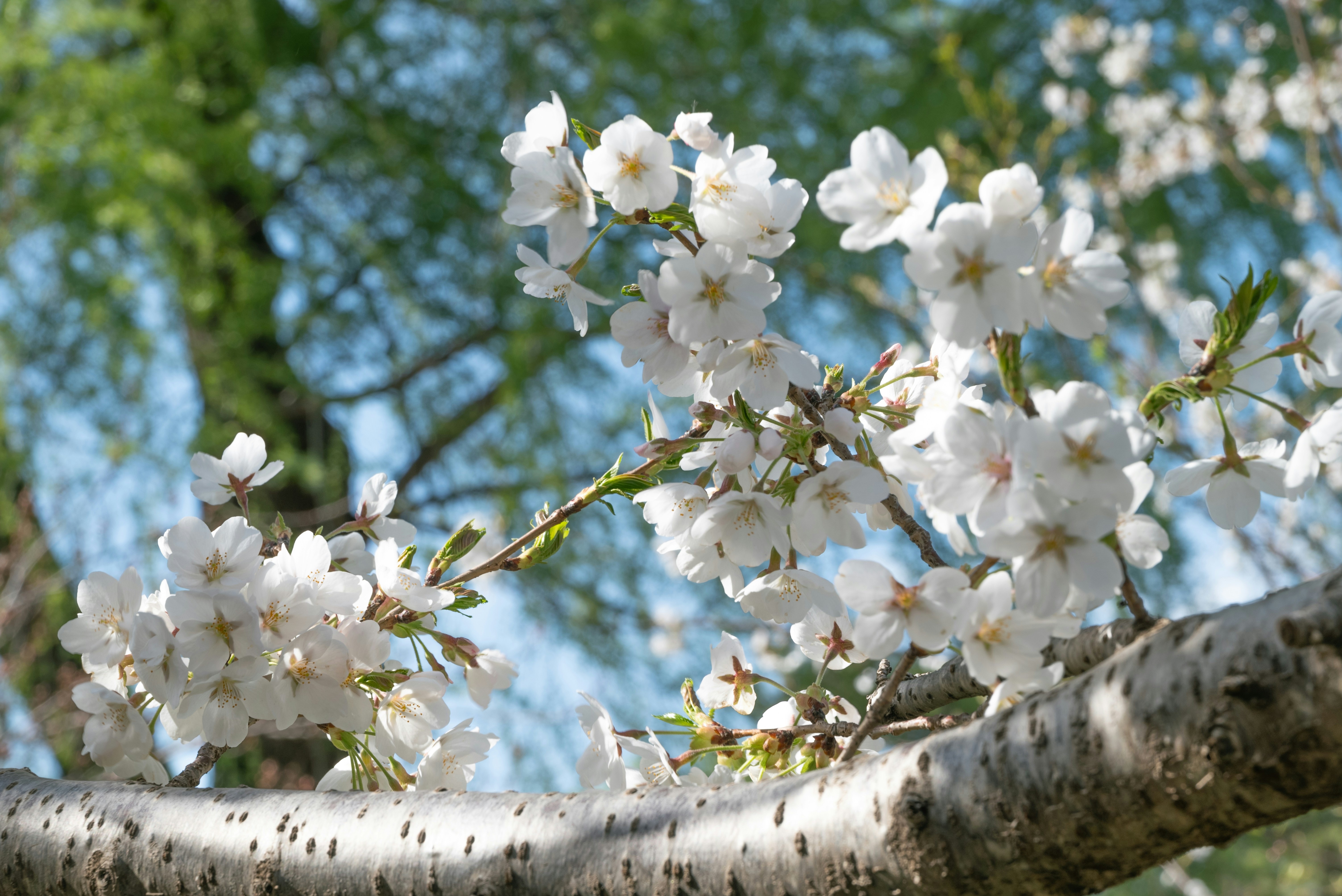 Photo by nikol_royce