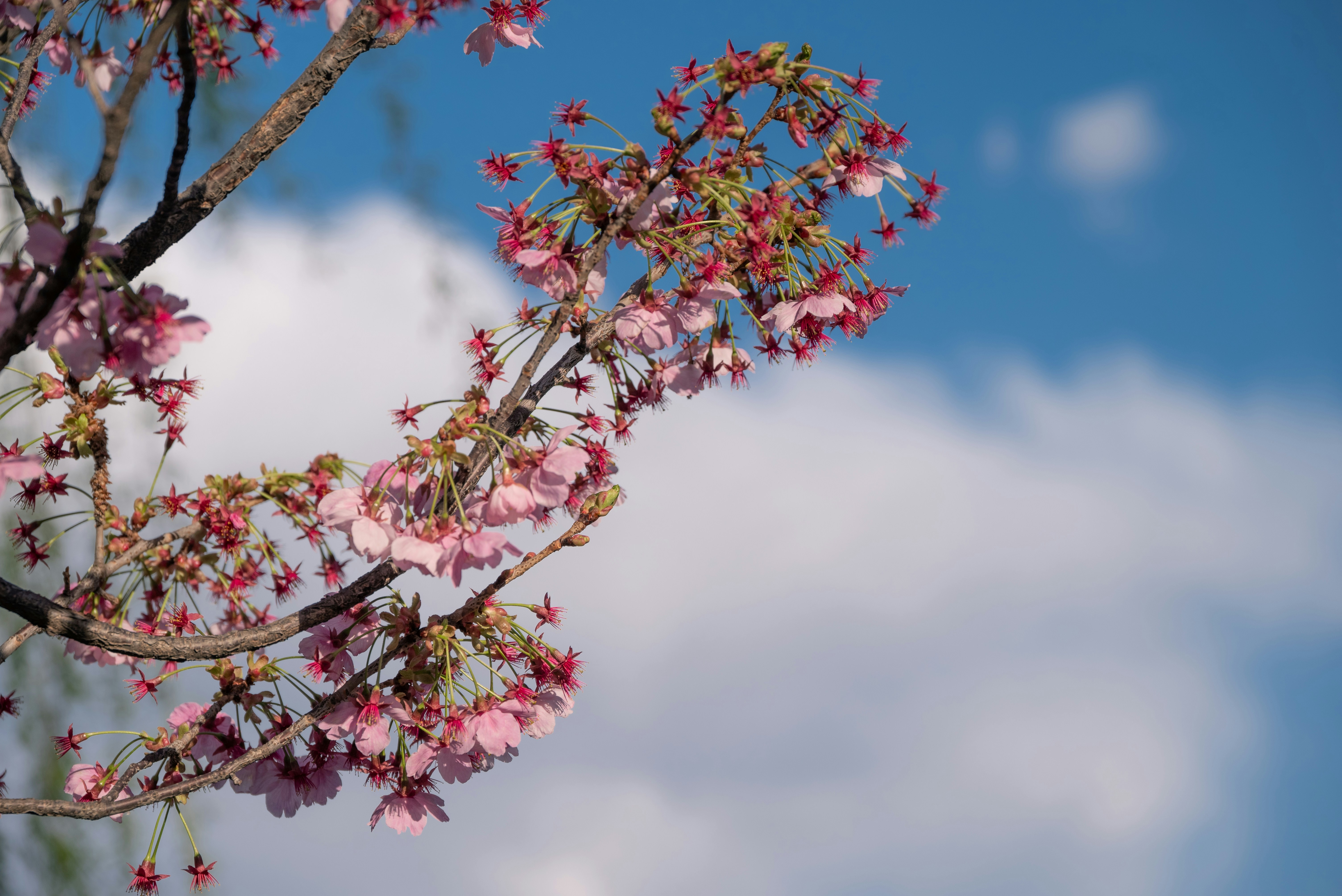 Photo by nikol_royce