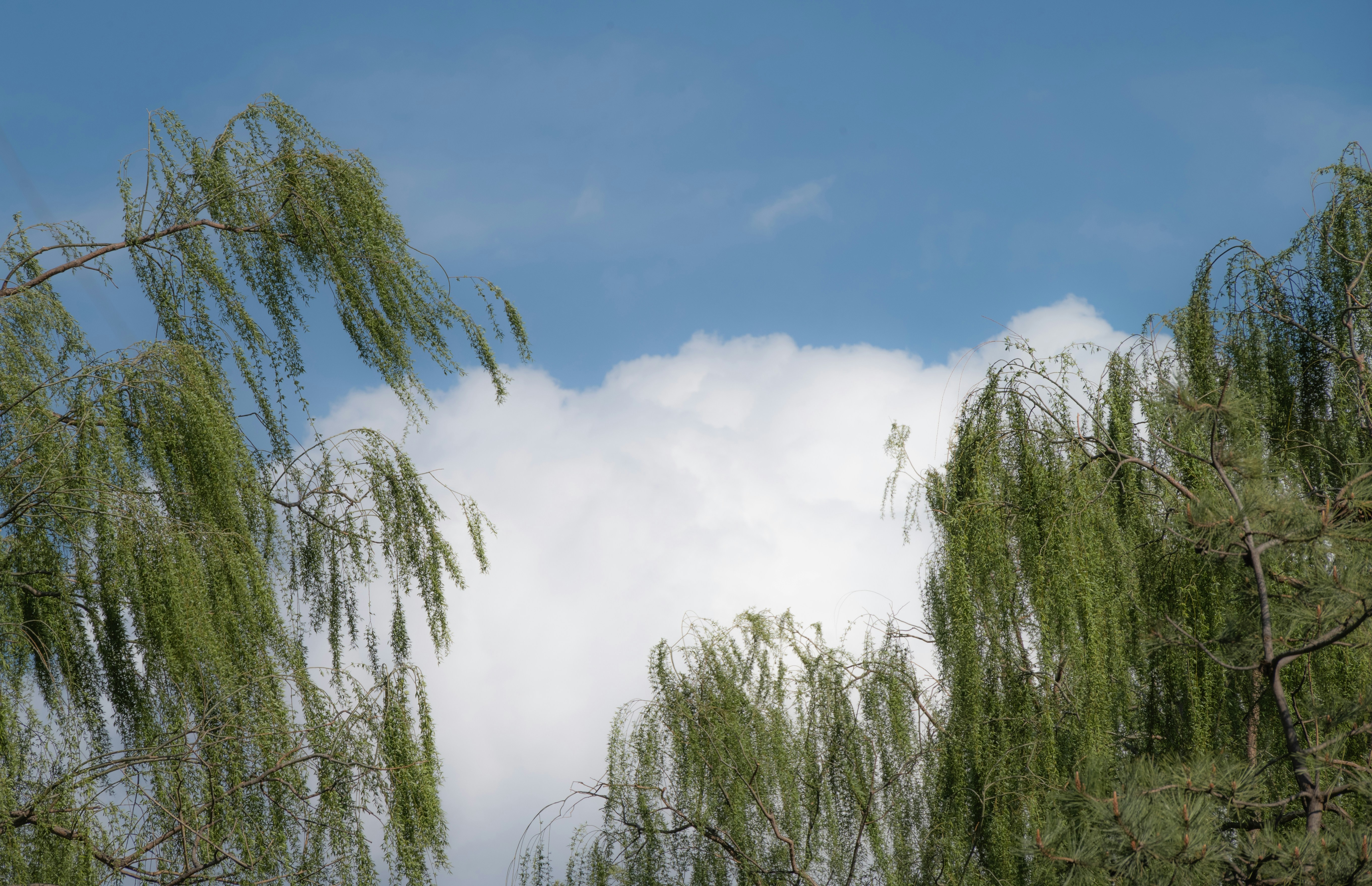 White willow