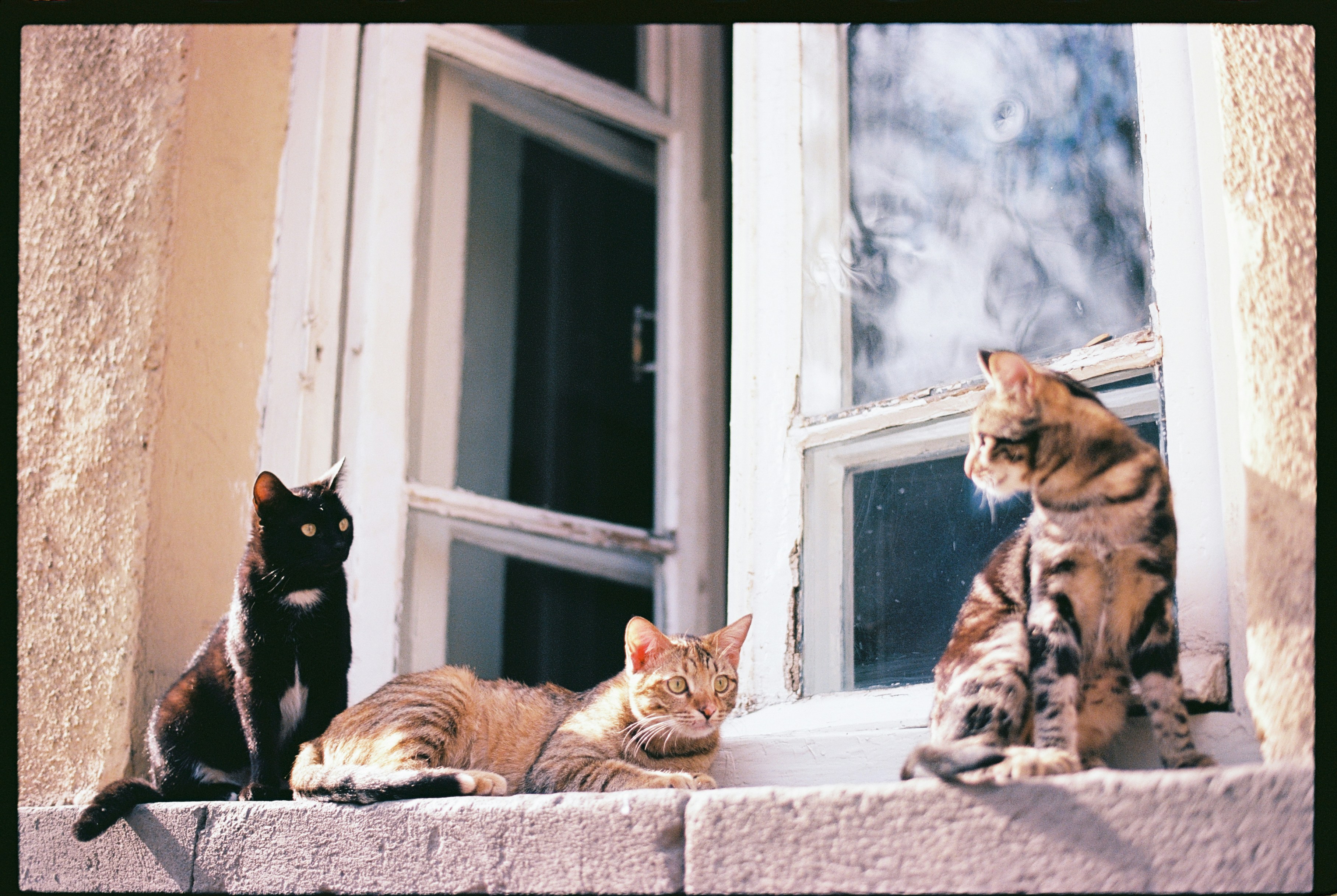 Three cats bask in sunlight on a windowsill.