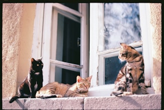 Three cats bask in sunlight on a windowsill.