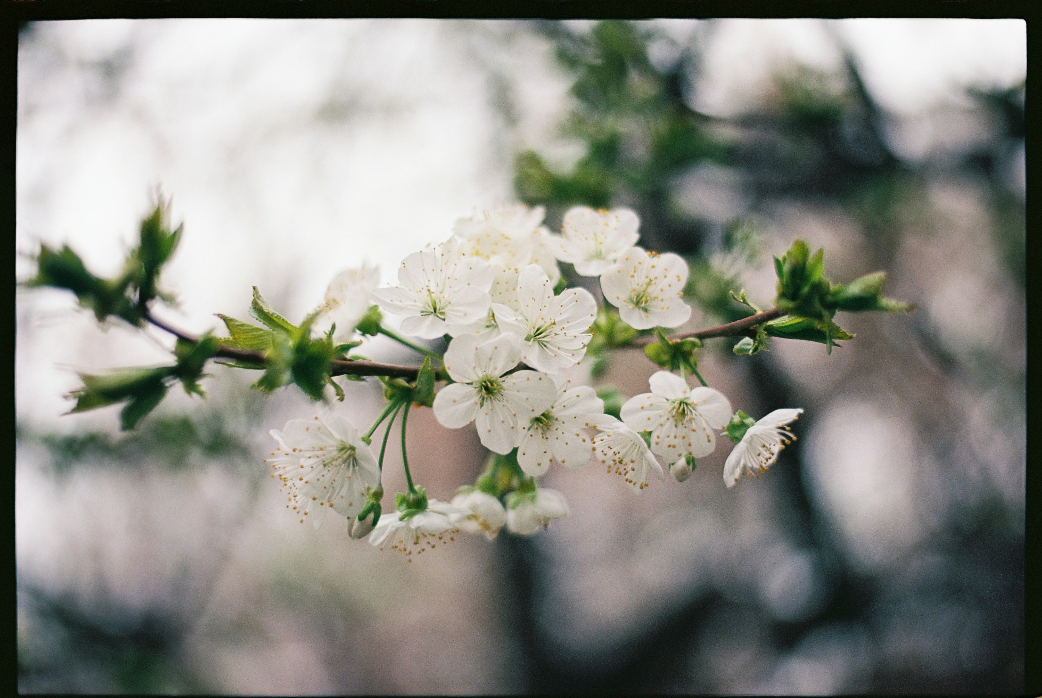 Blossoming white flowers on a branch.