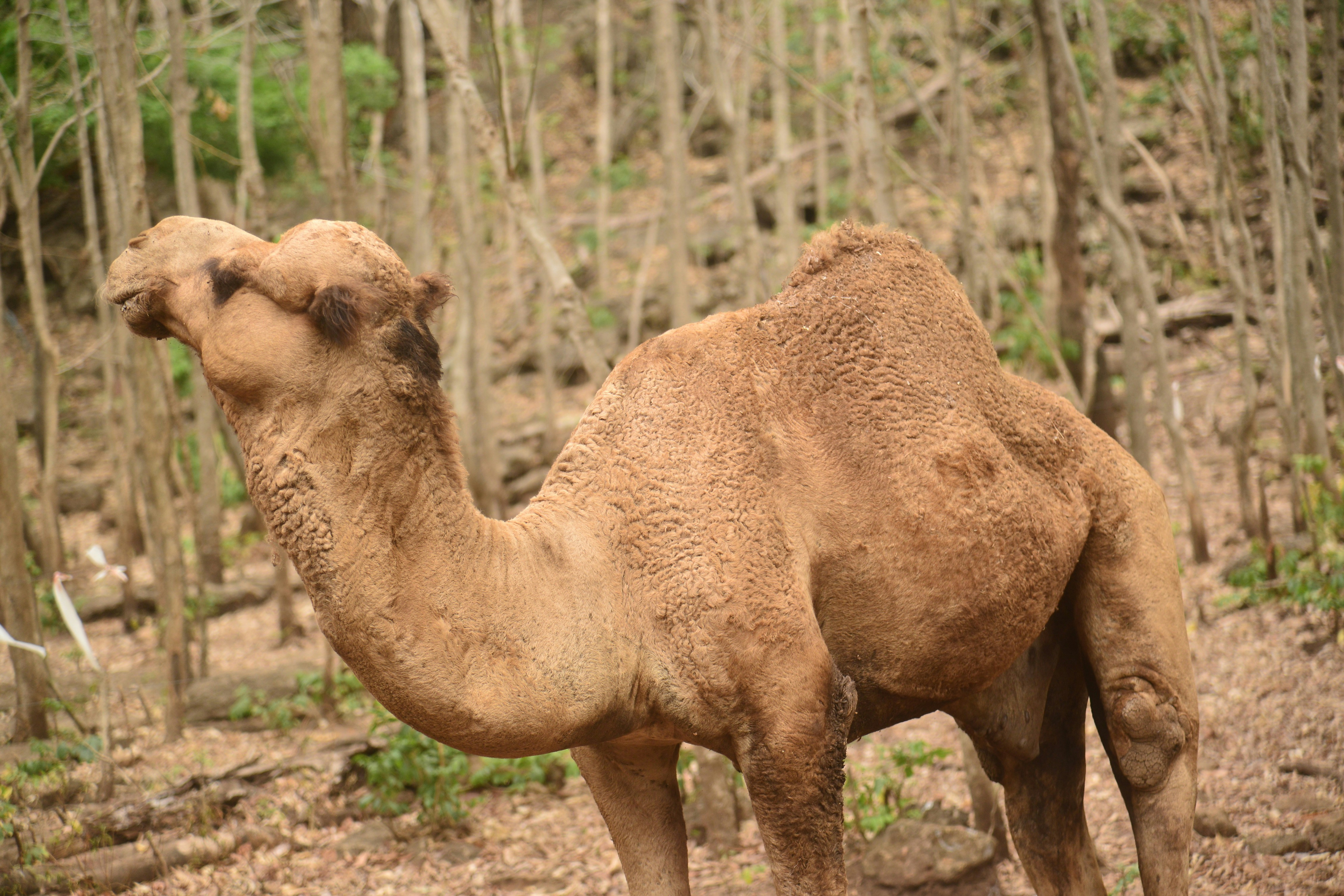 Domestication: Turning Wild Beasts into Humble Helpers (image credits: unsplash)