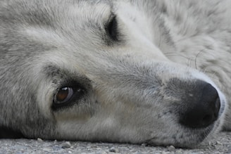 A dog gazes at the viewer with a gentle eye.