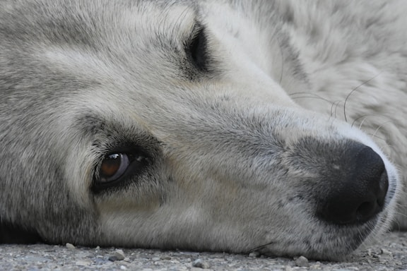 A dog gazes at the viewer with a gentle eye.