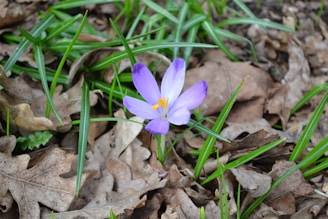 A purple crocus blooms amongst leaves.