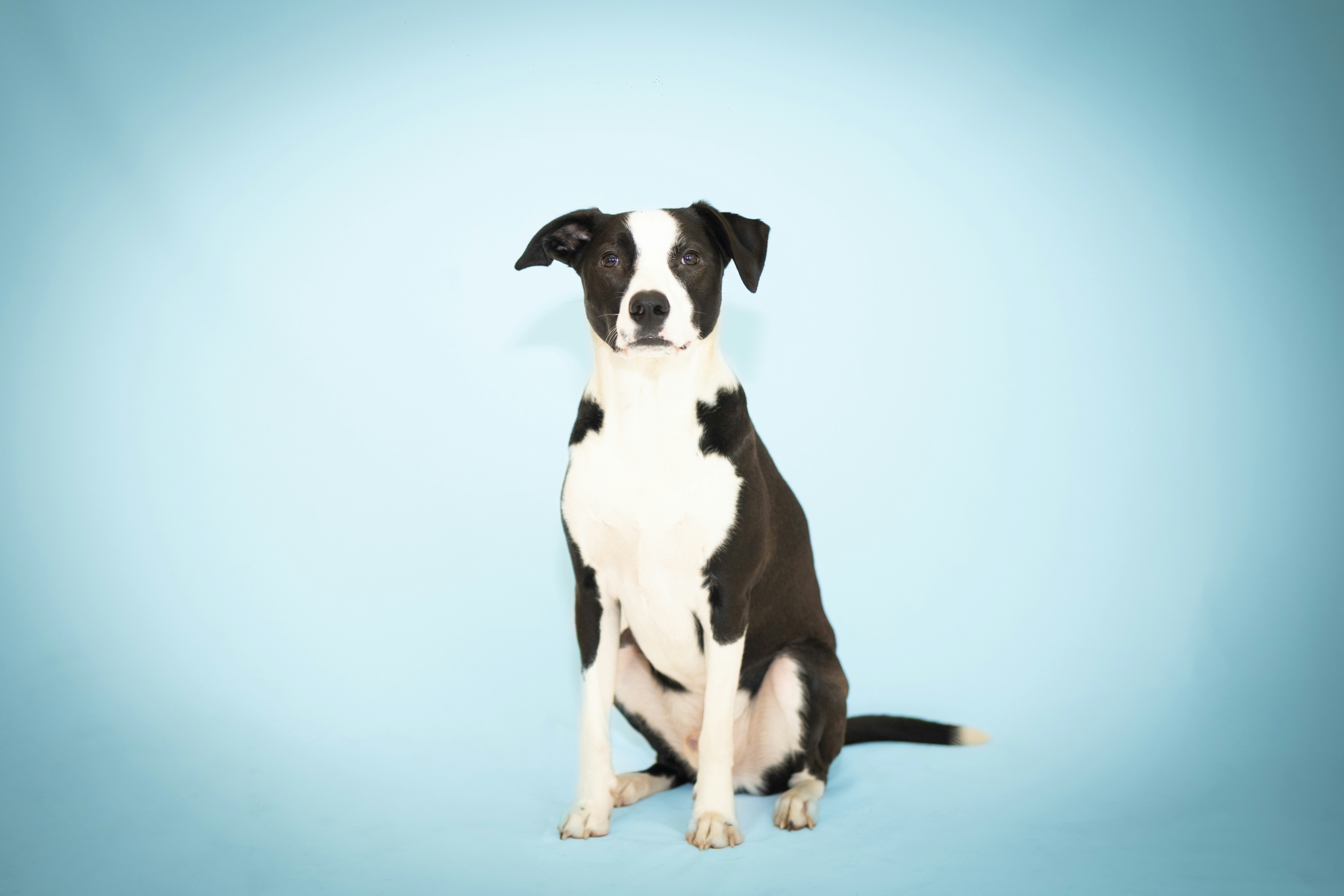 A black and white dog sits politely.