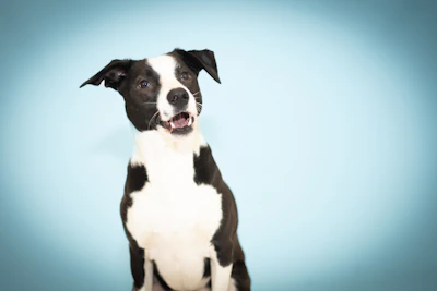 A black and white dog poses with a blue background.