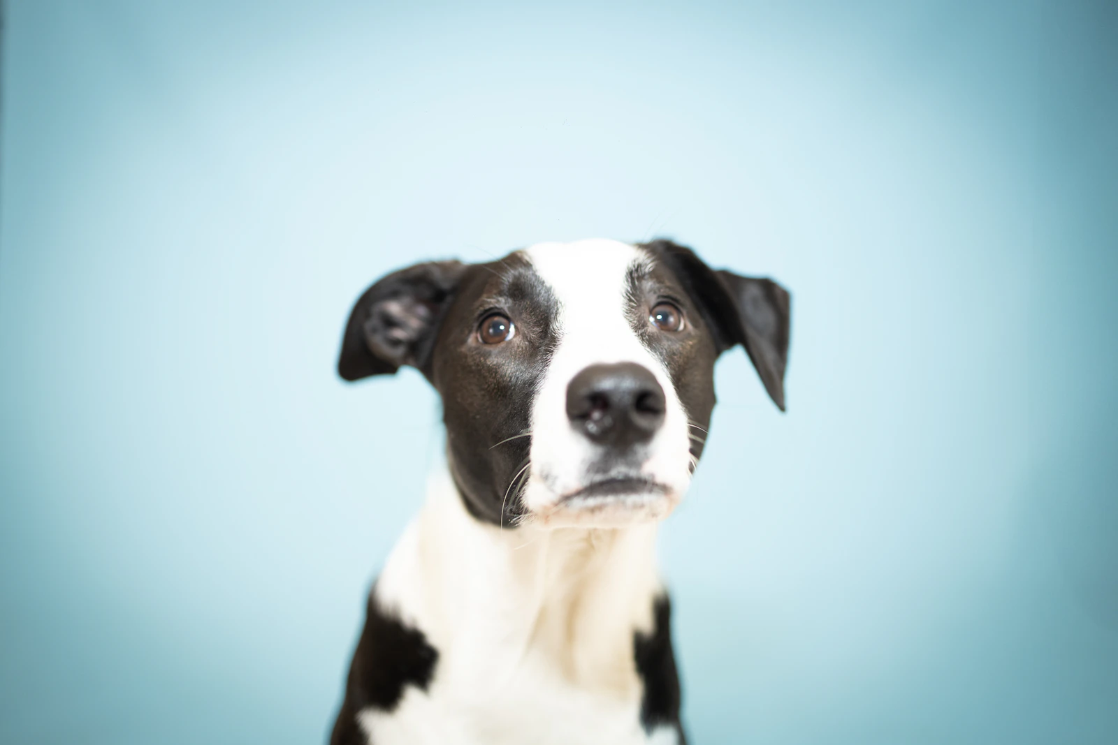 Schwarz-weißer Kurzhaarhund blickt in die Kamera vor blauem Hintergrund
