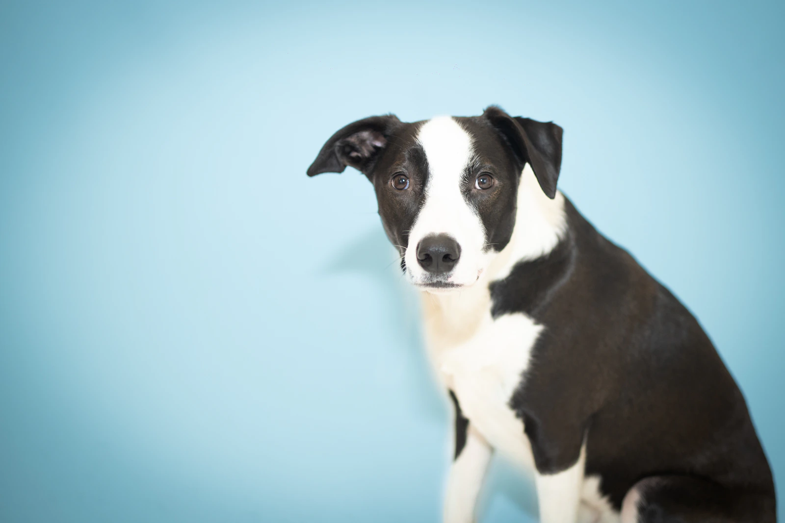 Retrato de estudio de un perro blanco y negro sobre fondo azul