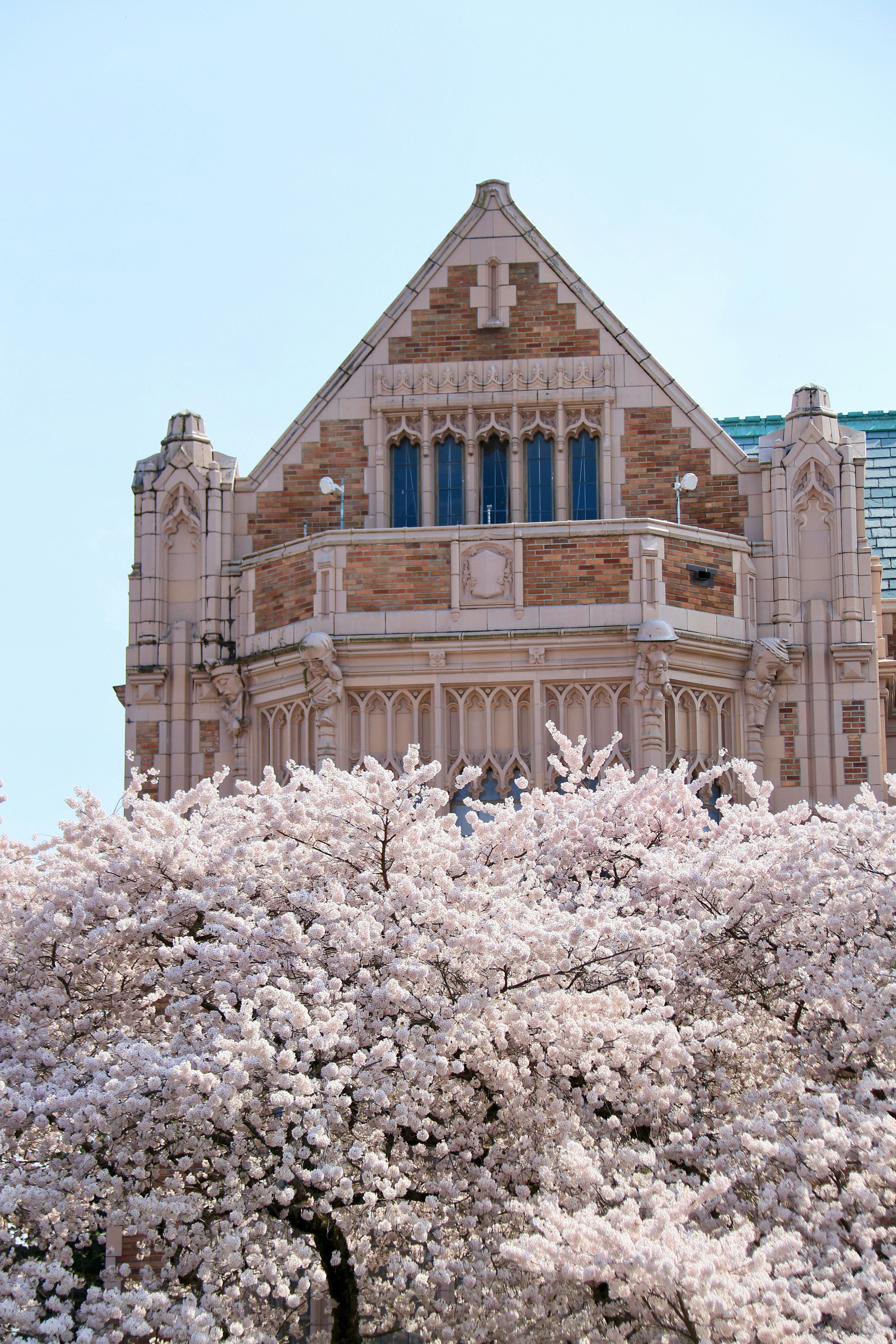 I fiori di ciliegio sbocciano davanti a un edificio storico.