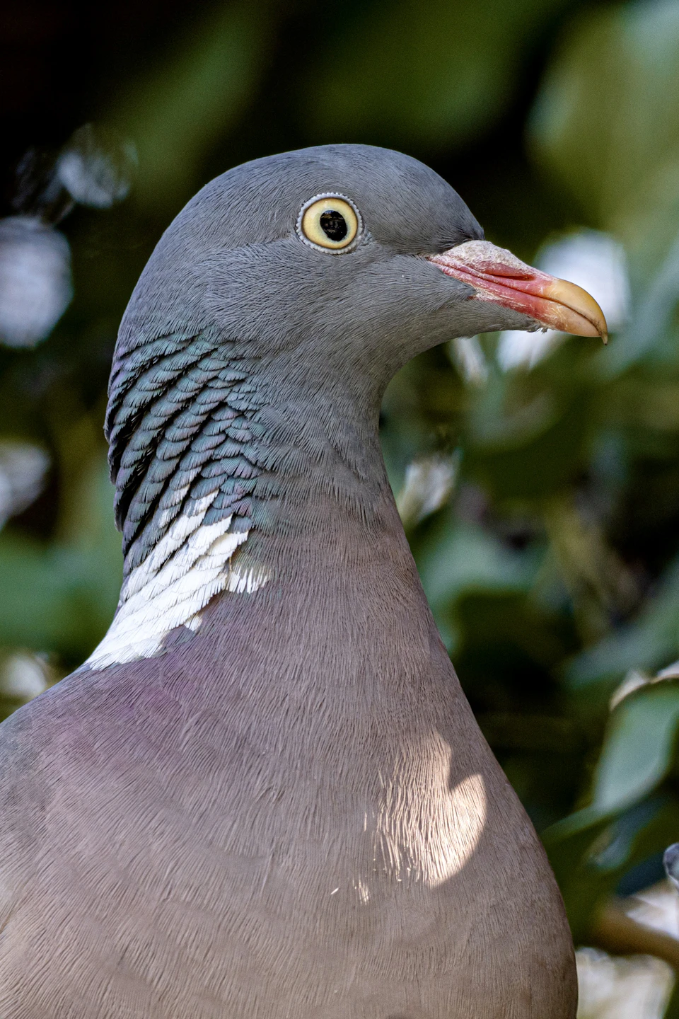 Close-up view of a pigeon's head and neck with open beak in foliage
