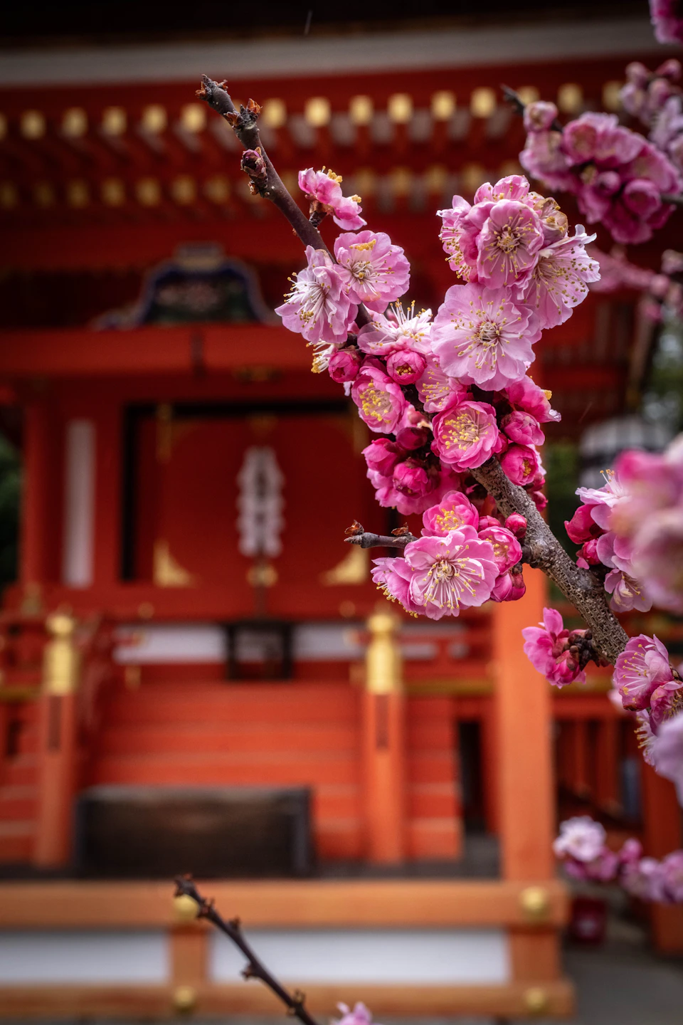A branch of deep pink plum blossom in sharp focus in front of a softly blurred vermilion shrine hall