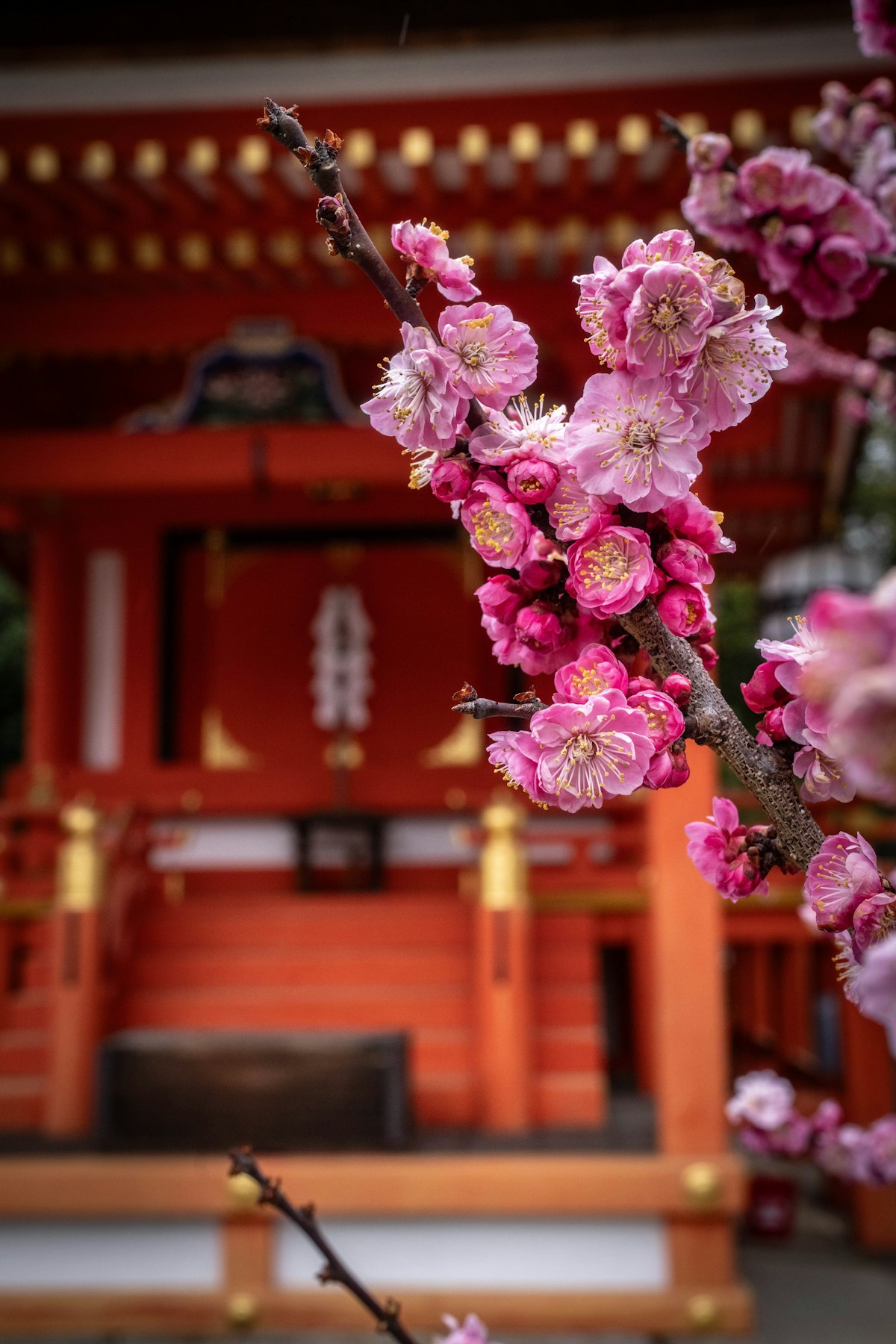 Kyoto February — pink plum blossoms blooming in front of a red Shinto shrine gate