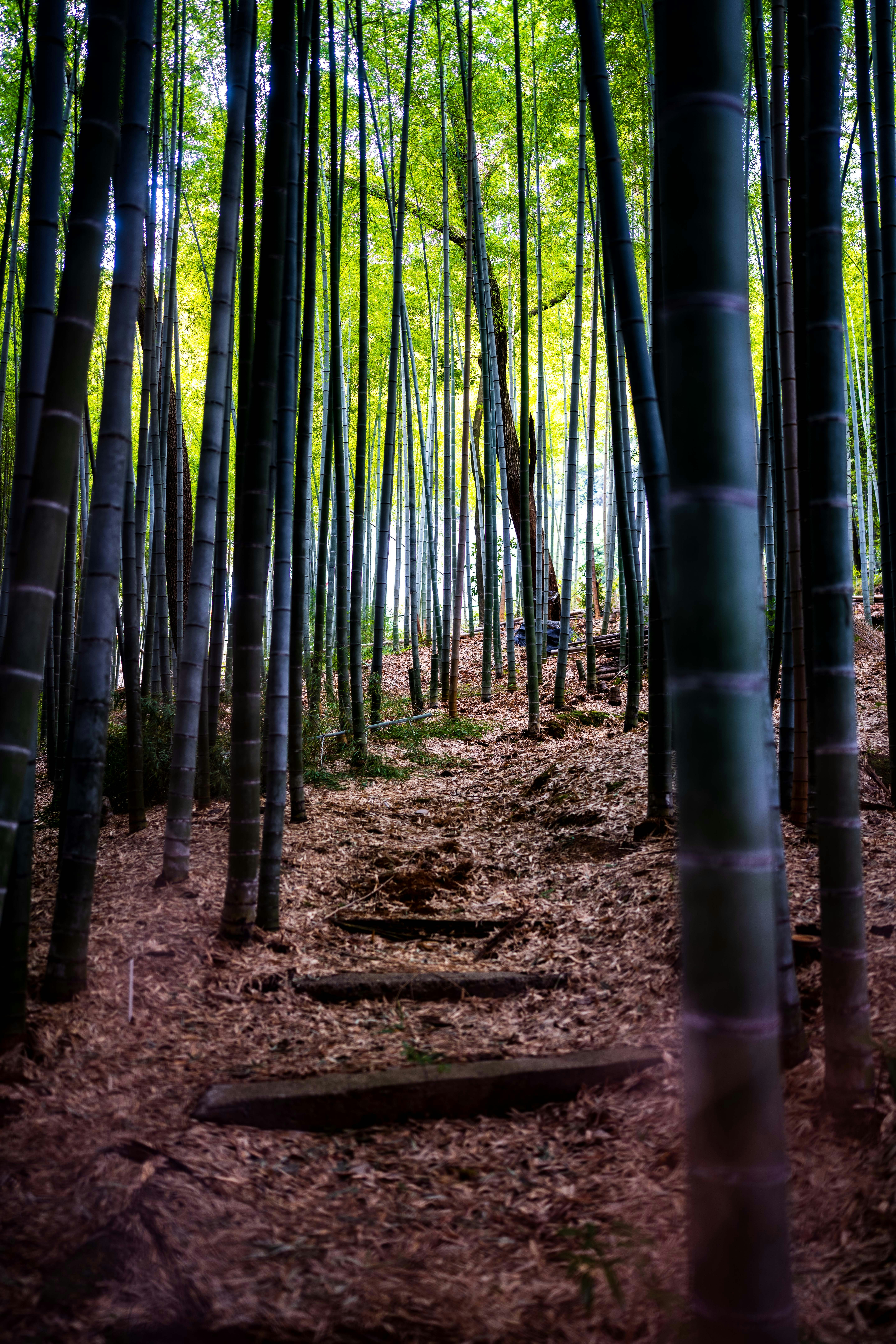 Startup Due Diligence: Evaluating Creator Economy Businesses in 2026