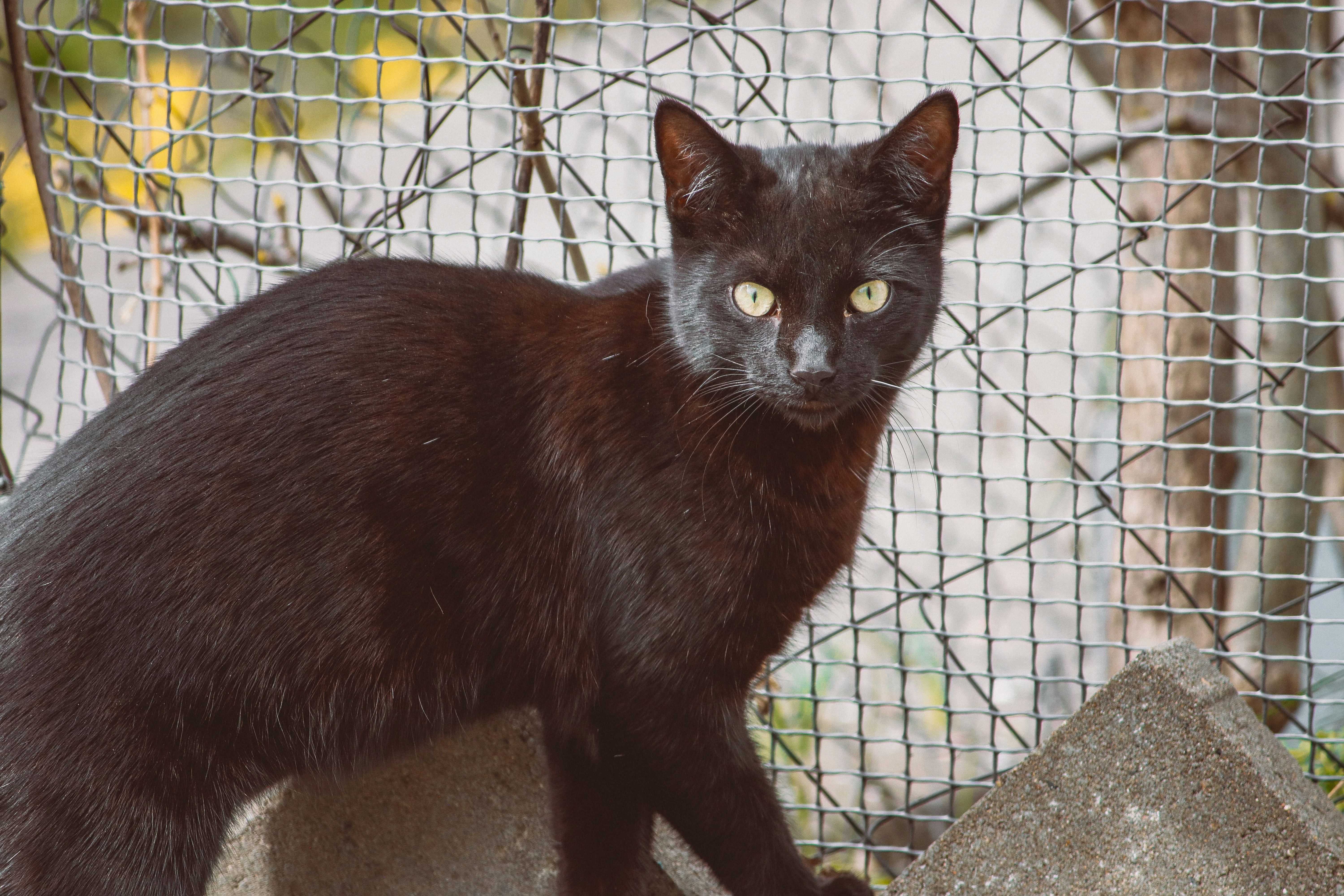 A black cat poses outdoors with alert eyes.