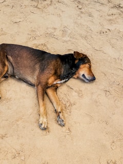A dog is relaxing on the sand.