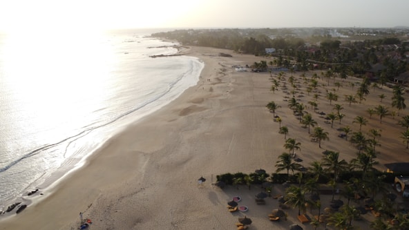 A sandy beach with palm trees and the ocean.